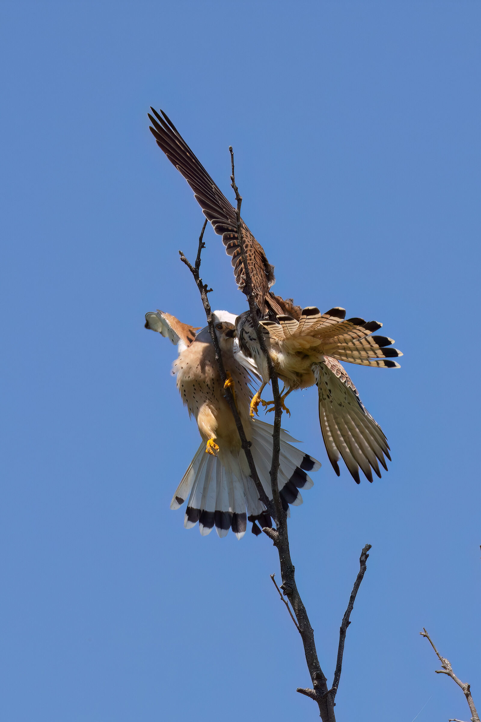 Offering Prey