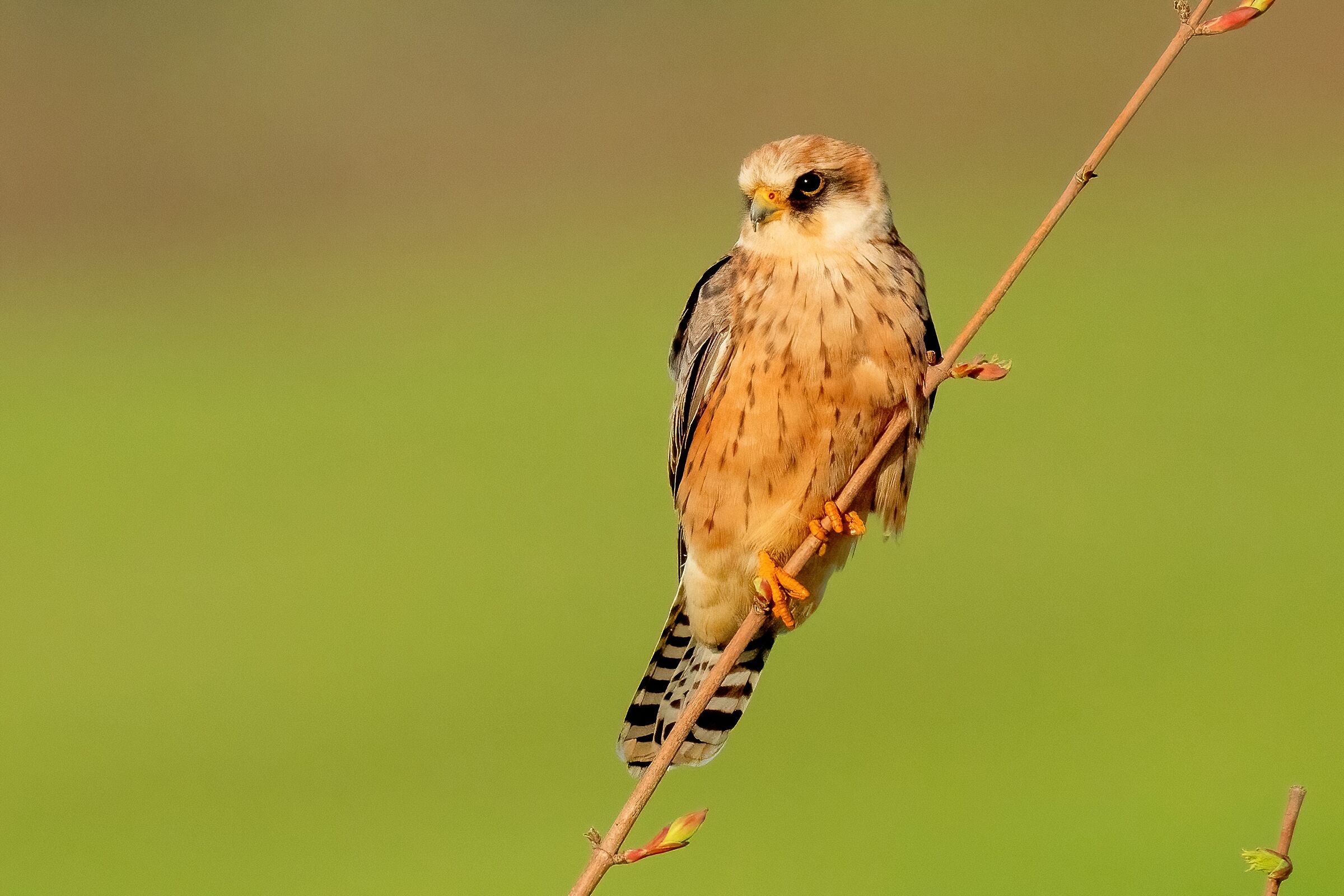 Falco cuculo (Falco vespertinus) (f)