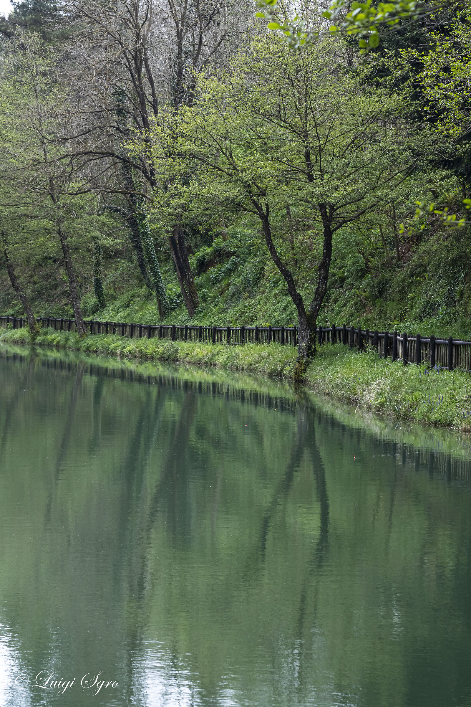 The small green pond