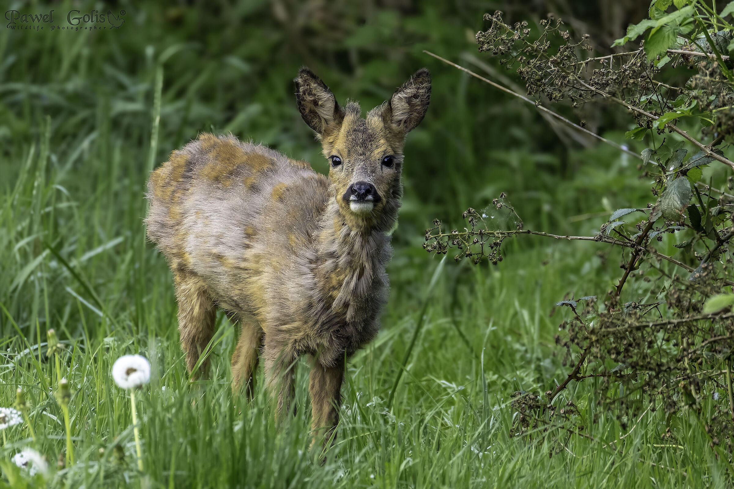 Capriolo (Capreolus capreolus)