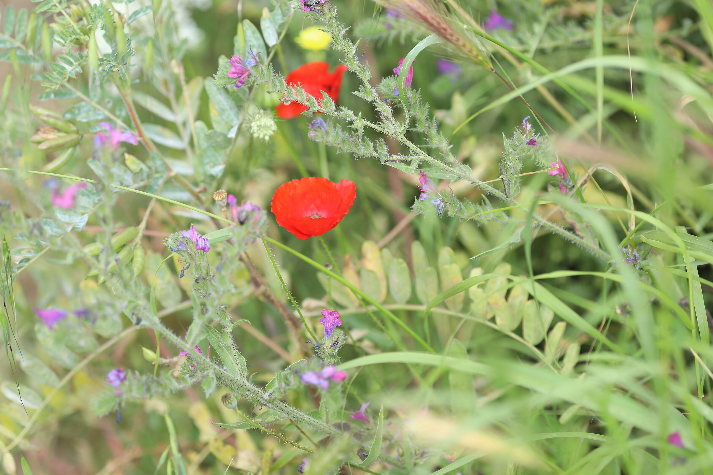 " Crop 189 ", Canon 5 D IV, 135 F. 2 L Usm+ TC 1.4...