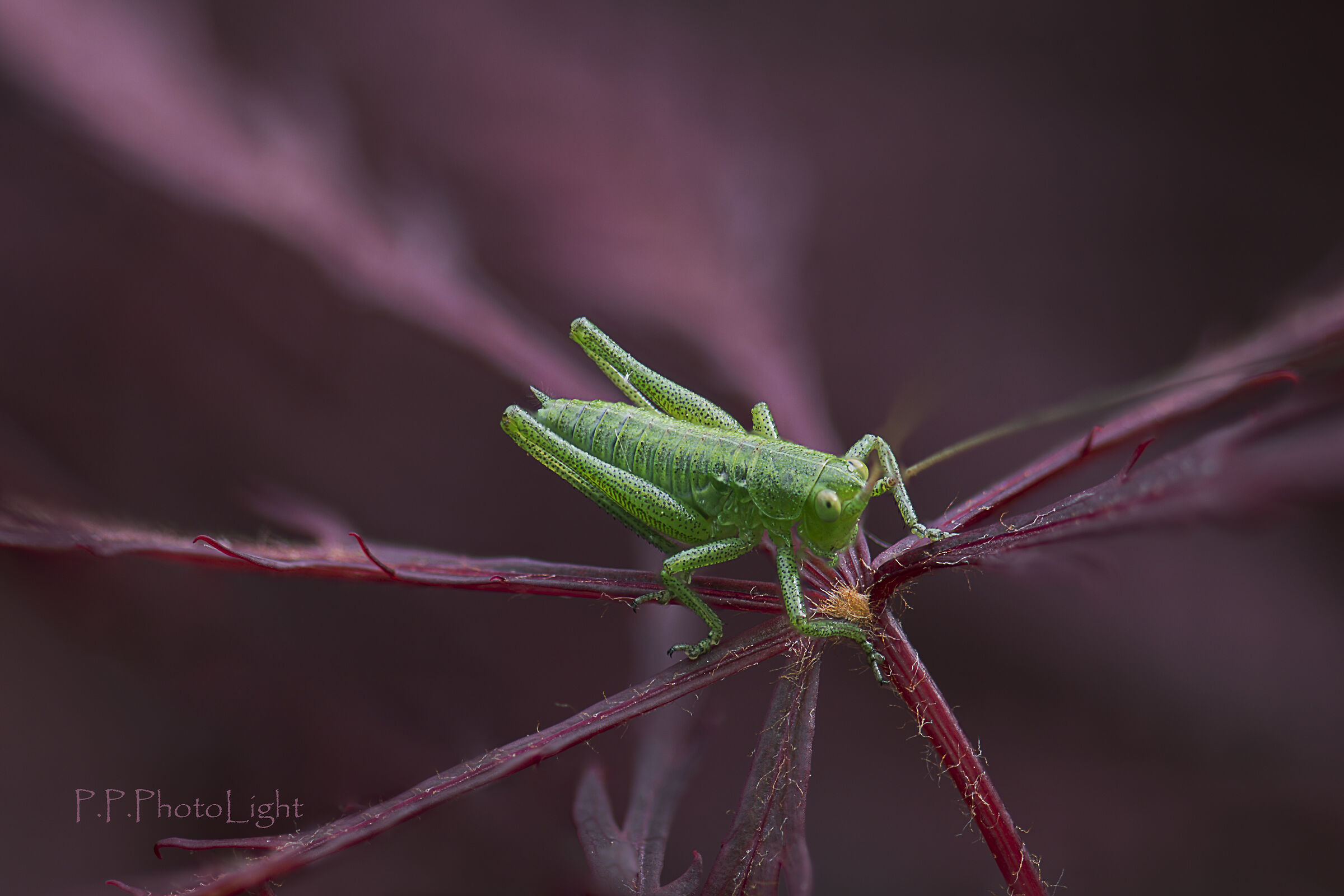 Tiny on Japanese maple