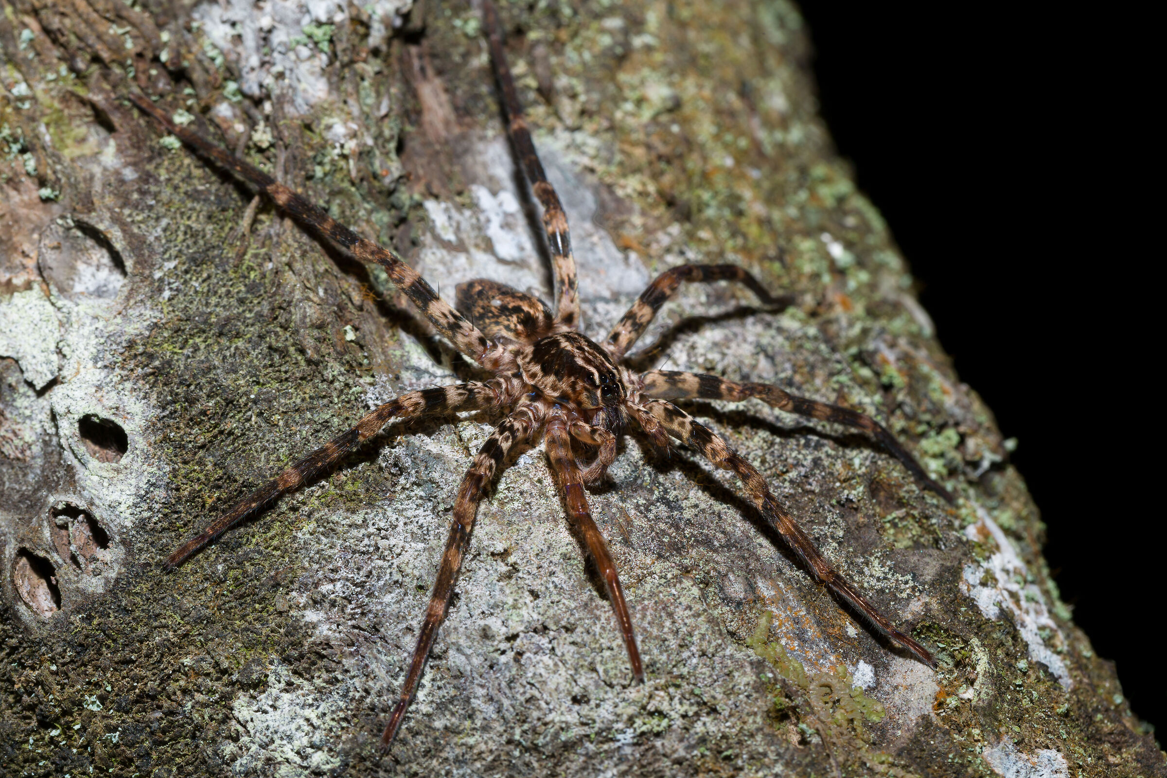 Big spider