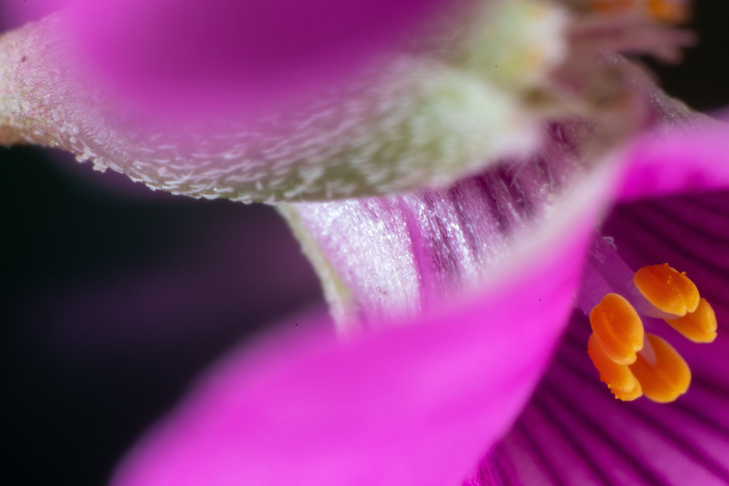 Oxalis Acetosella Rosea