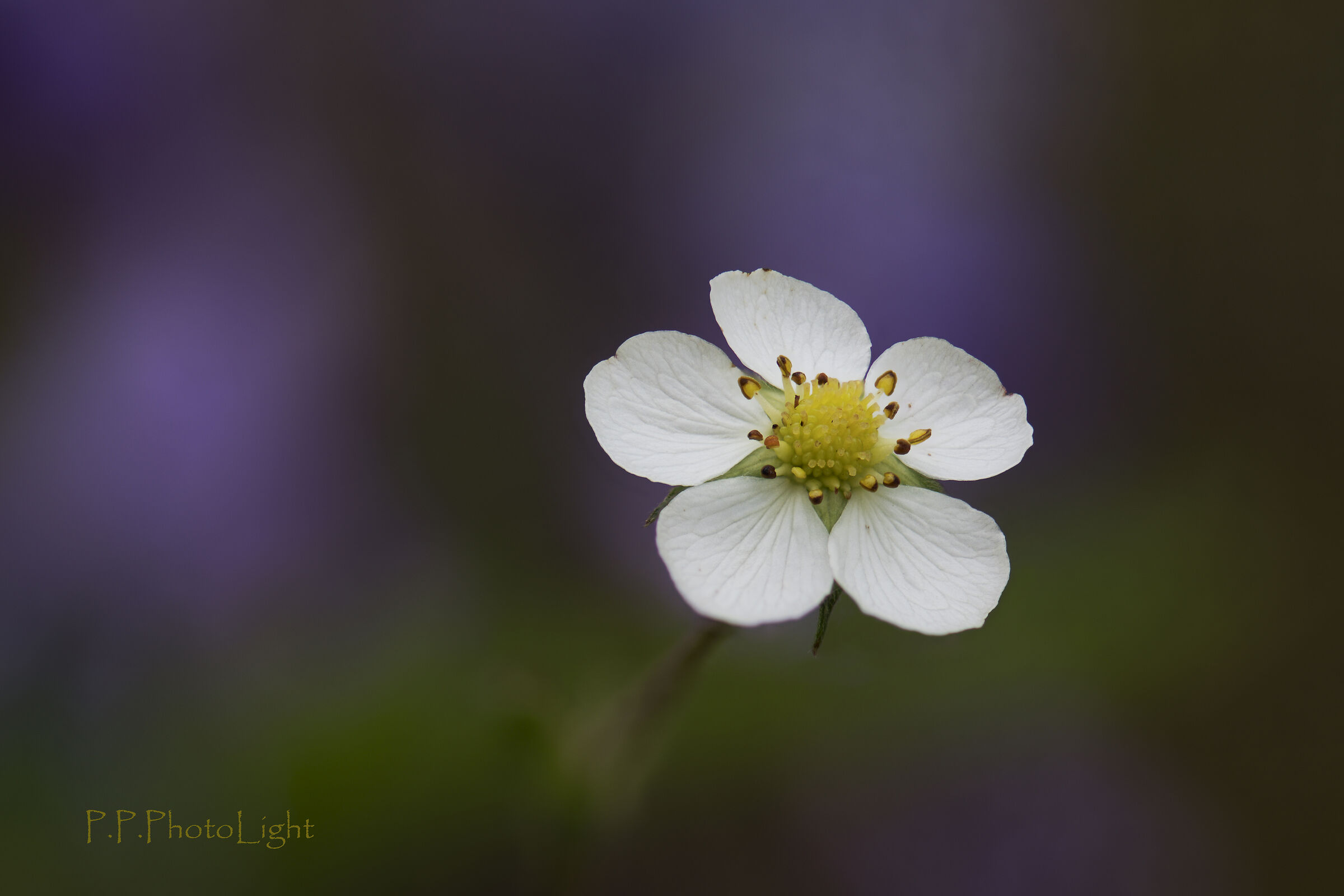 In the field of strawberries