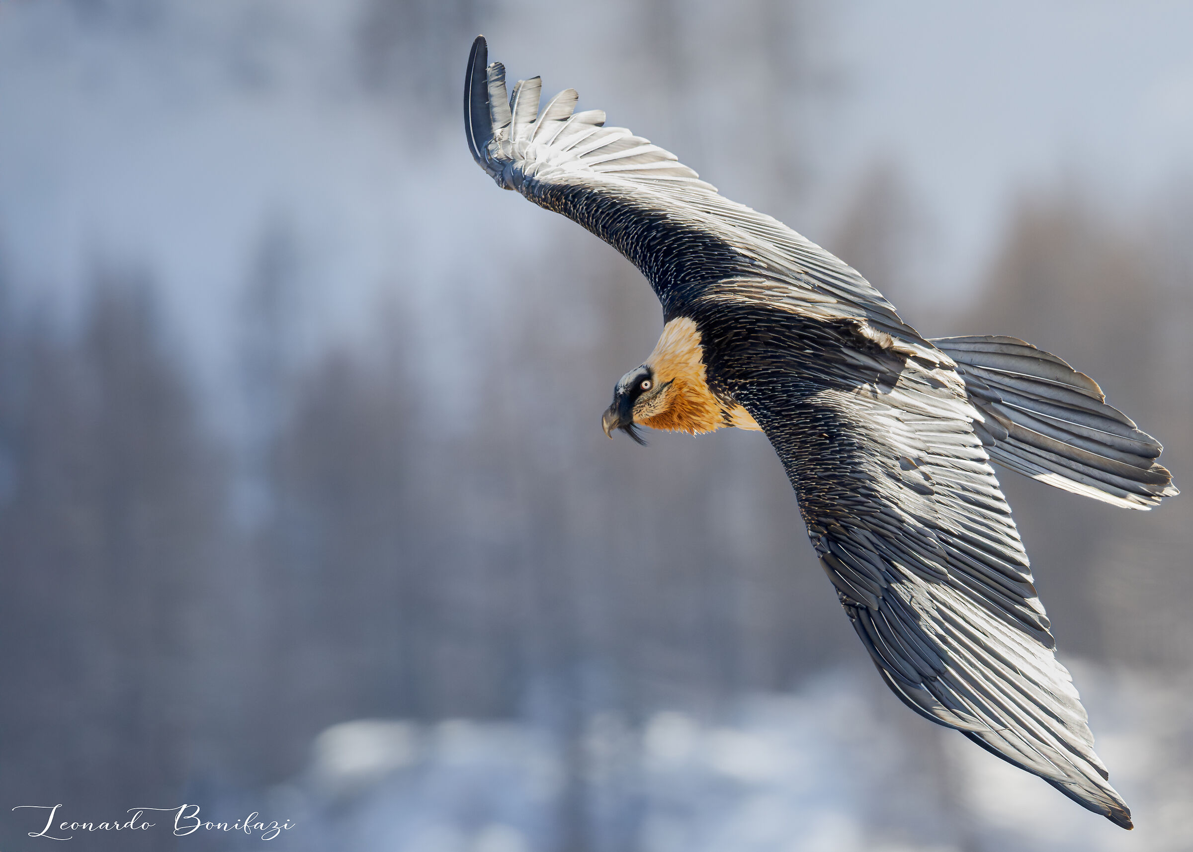 Bearded vulture with eagle attack marks on its back