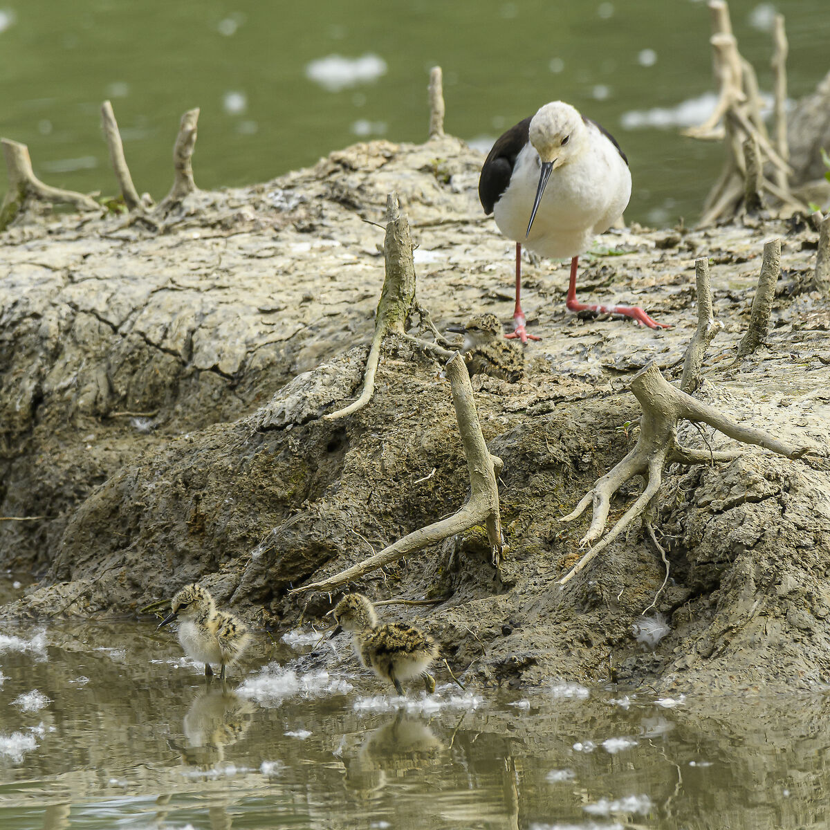 Free outside the nest