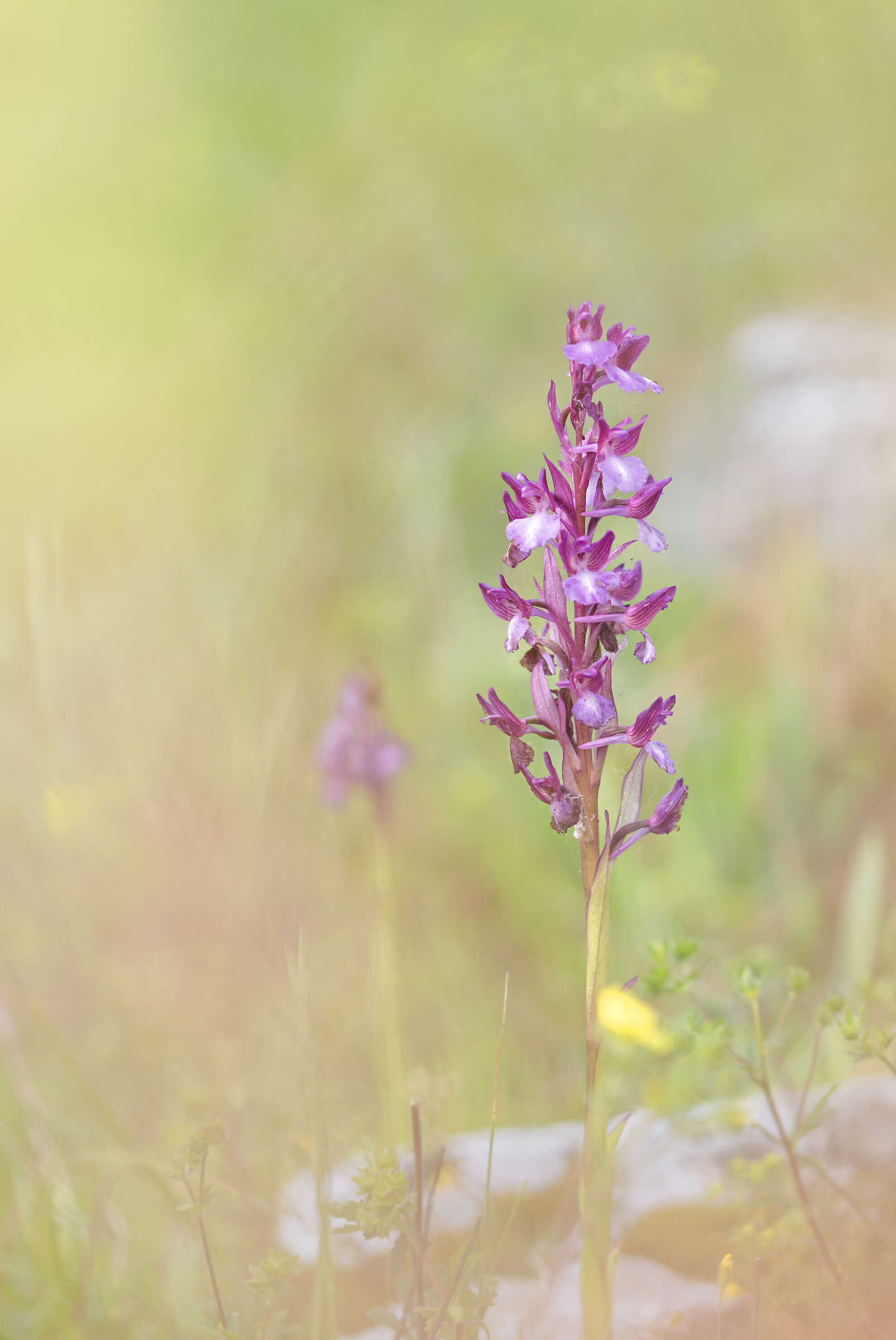 Anacamptis Palustris