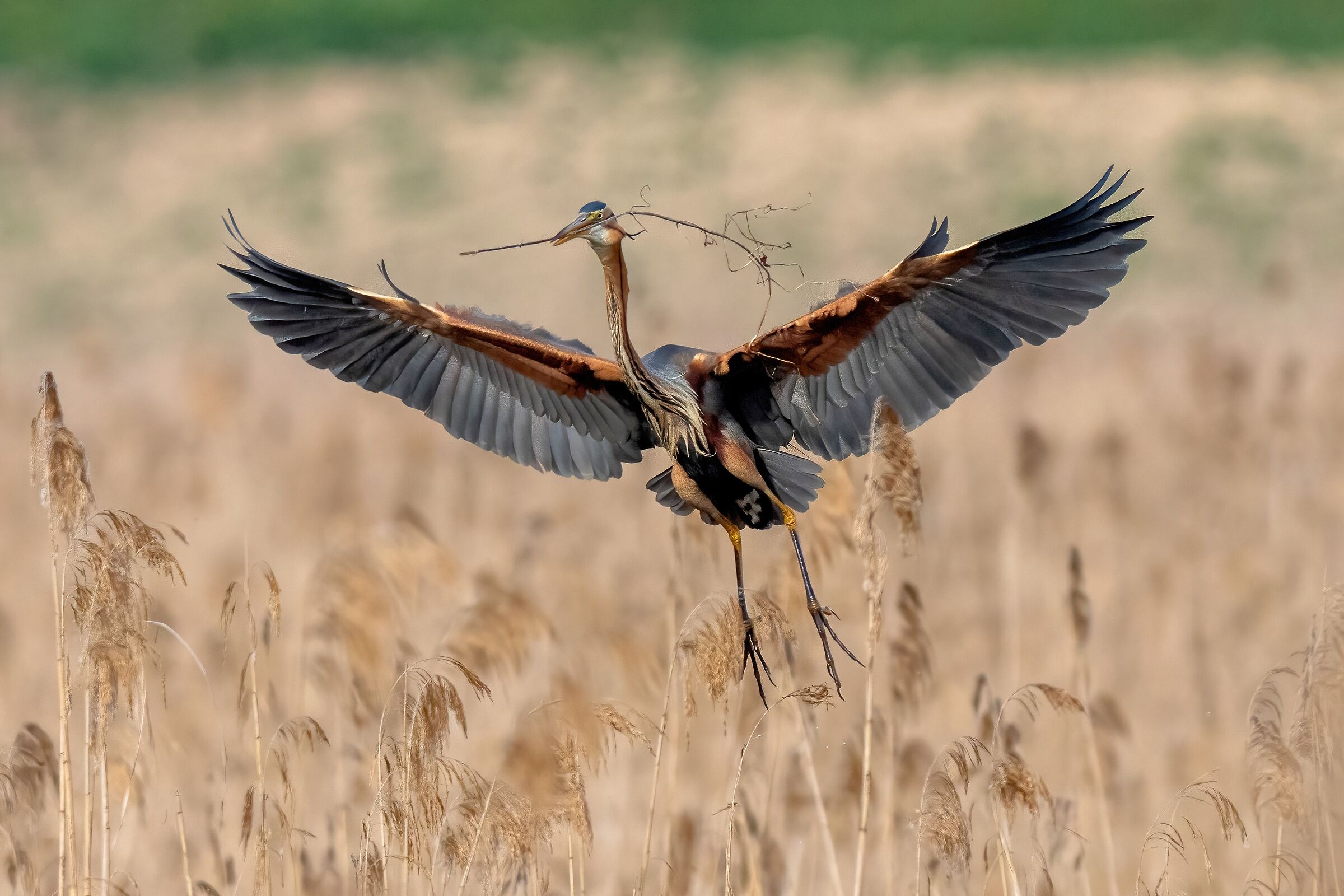 Purple heron (Ardea purpurea)
