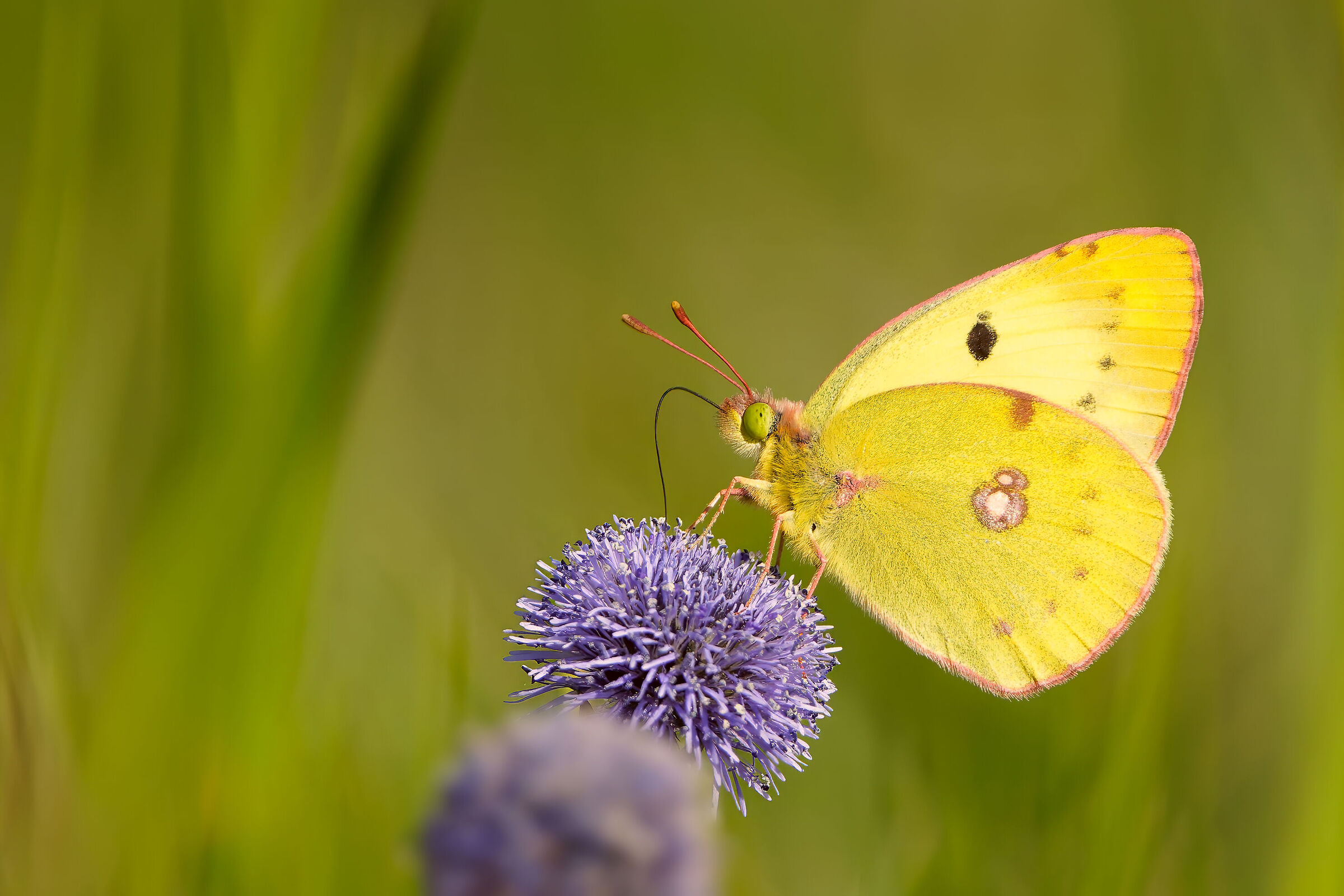 Colias croceus su Globularia bisnagarica