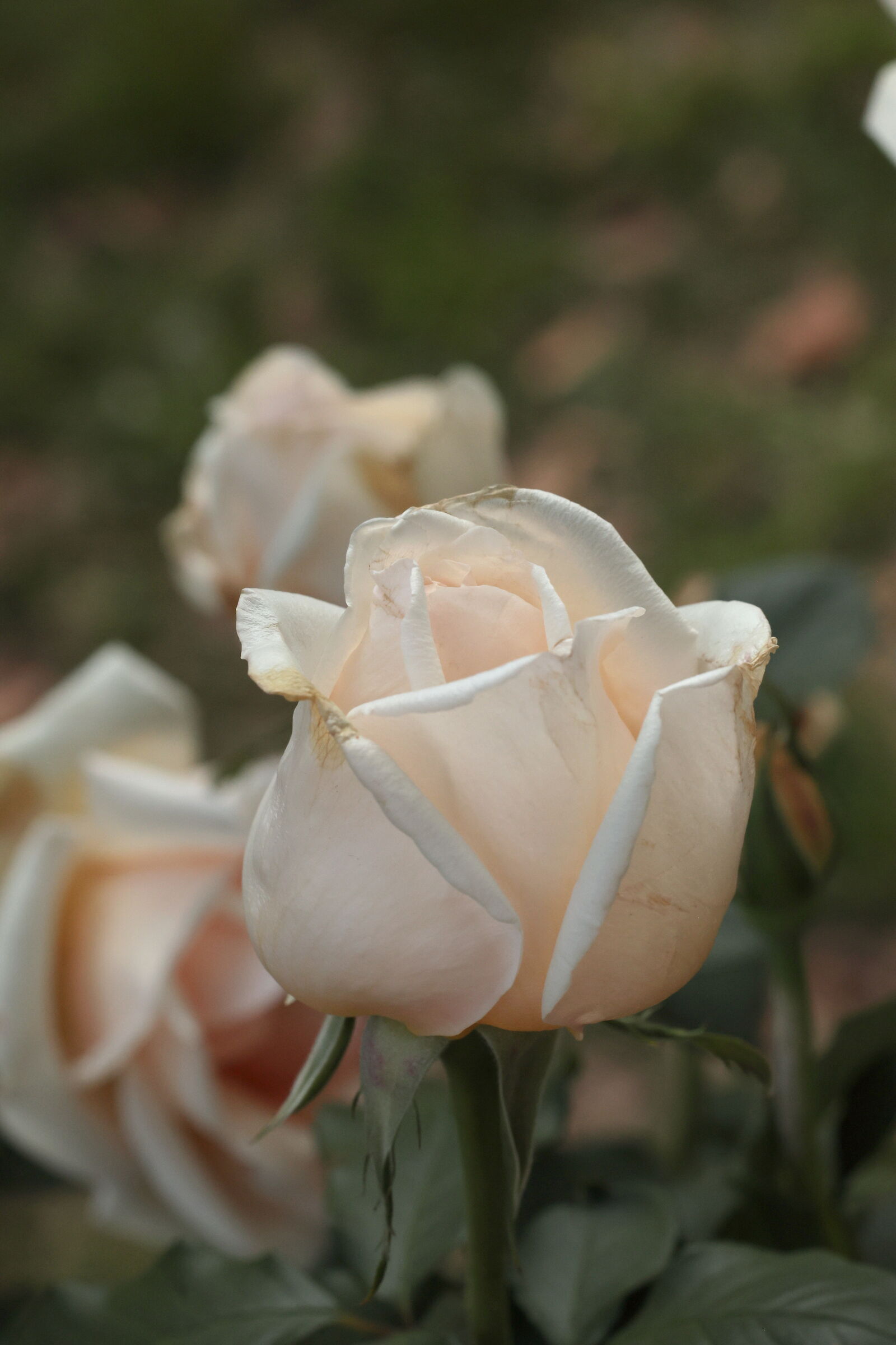 Rosa "Kristall"