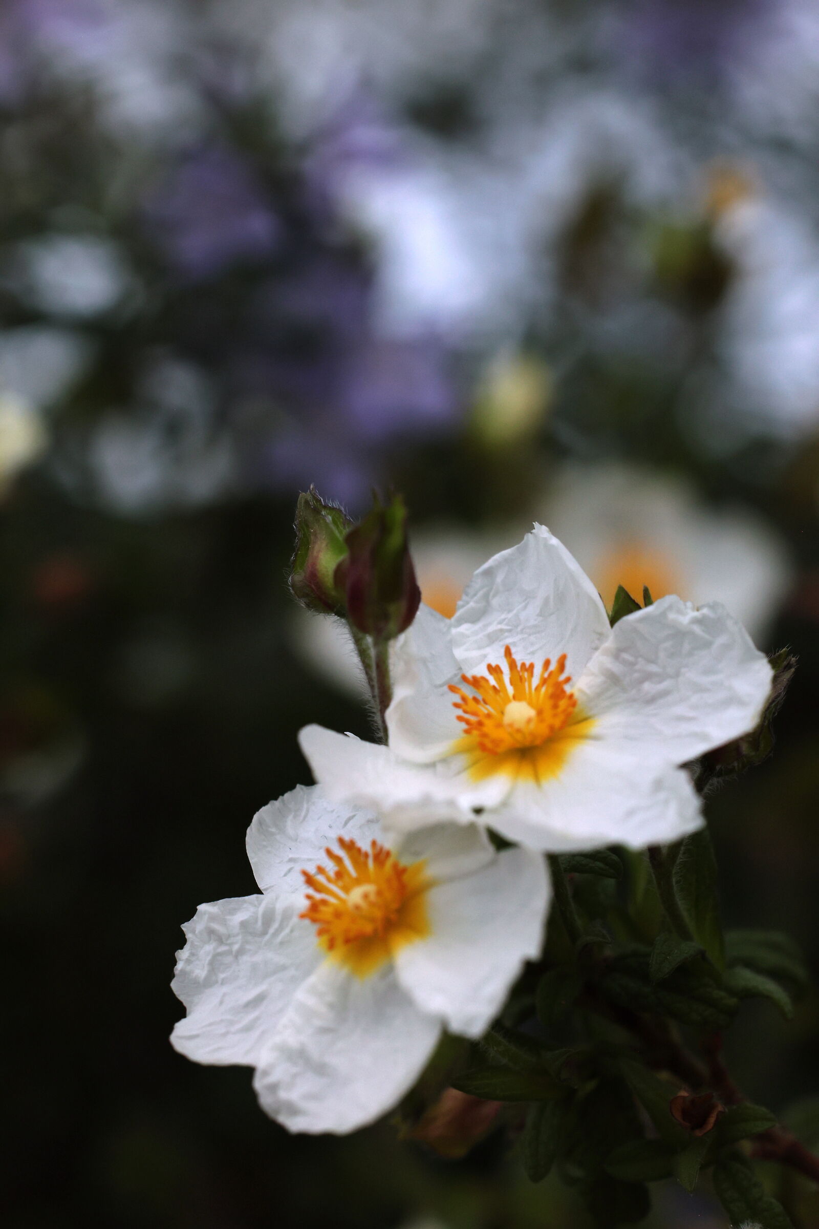 Ladanifer Cistus
