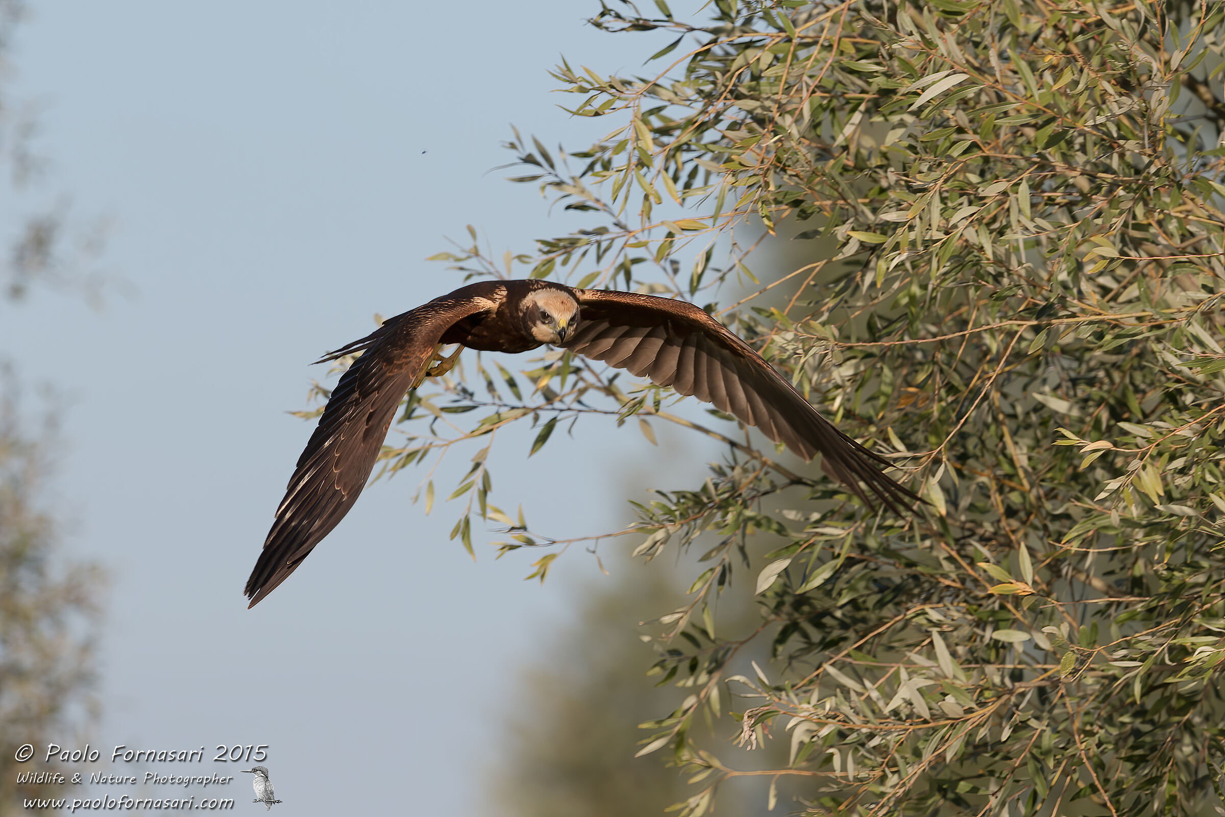 Marsh Harrier (Circus aeruginosus)