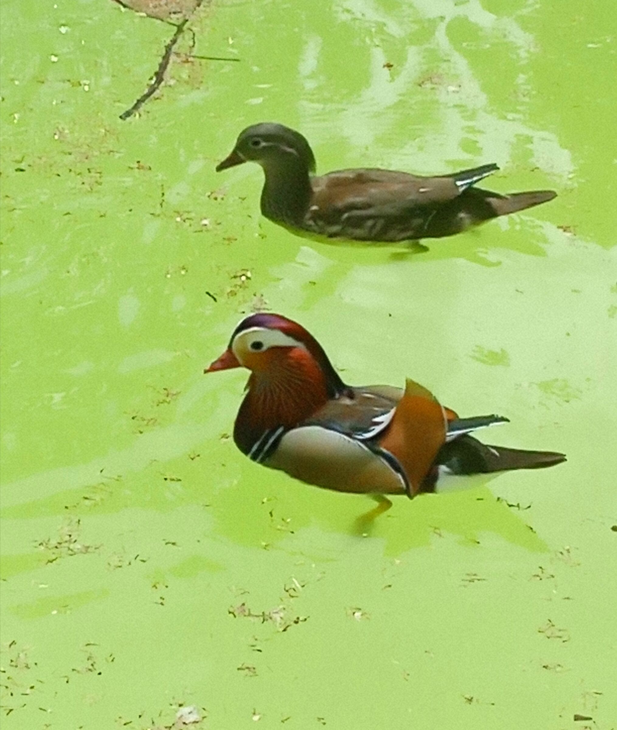 Mandarin duck