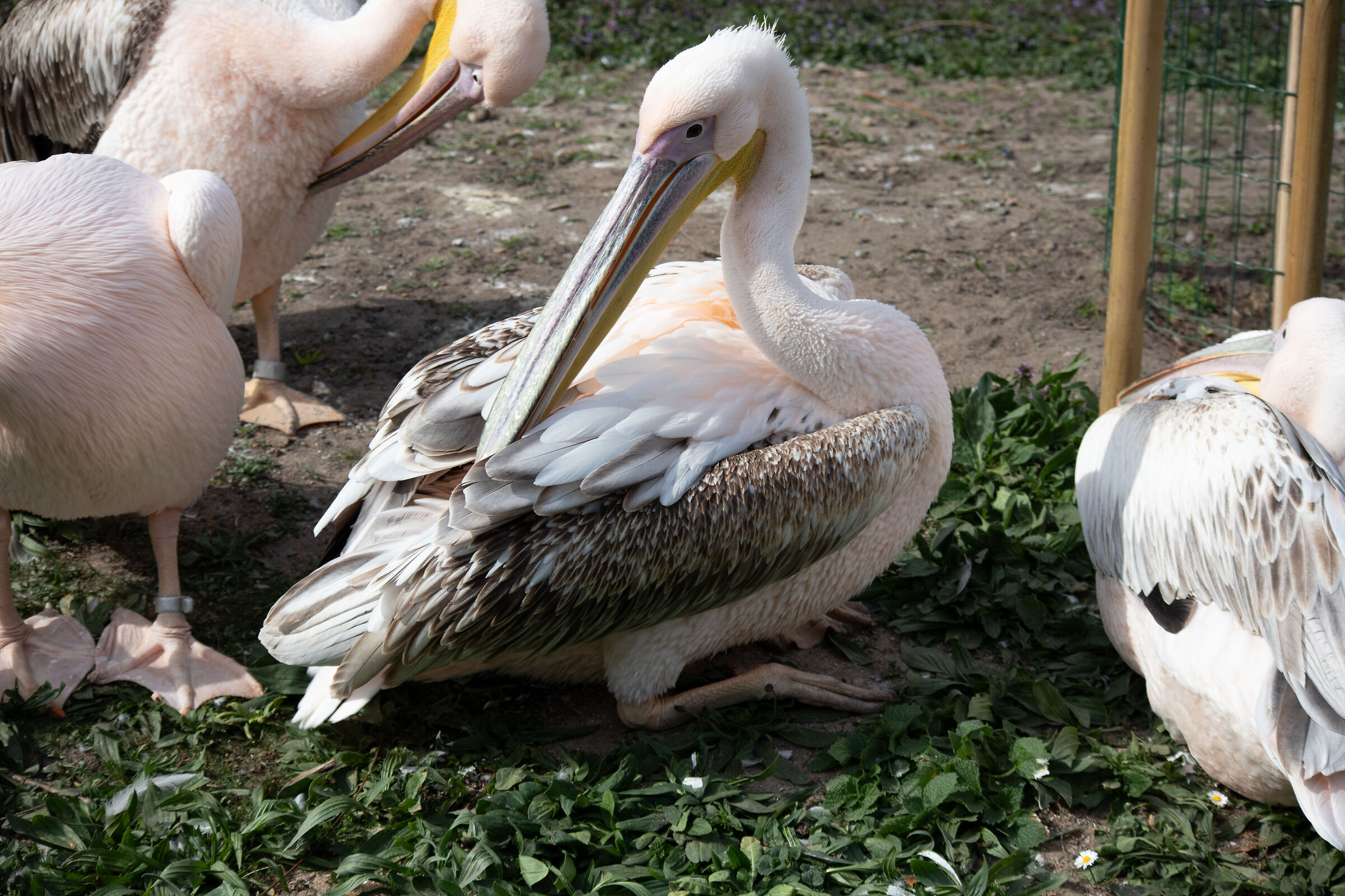 Pelícanos - Zoo Frankfurt