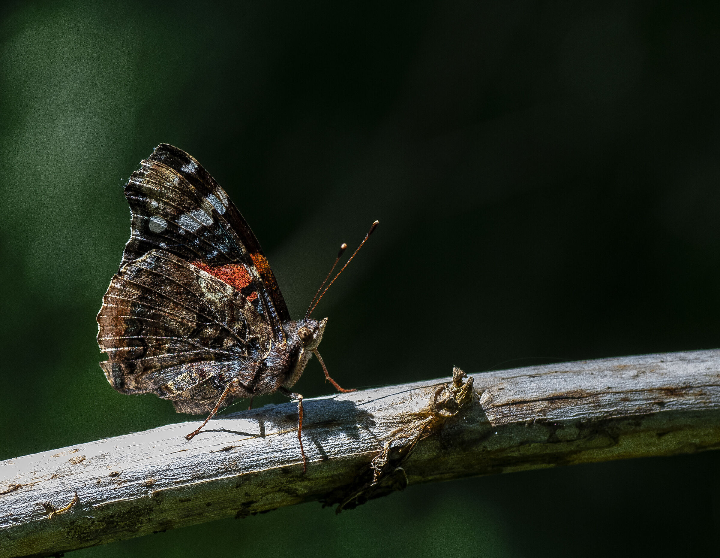 Vanessa atalanta - Bosco del Vignolo-Garlasco