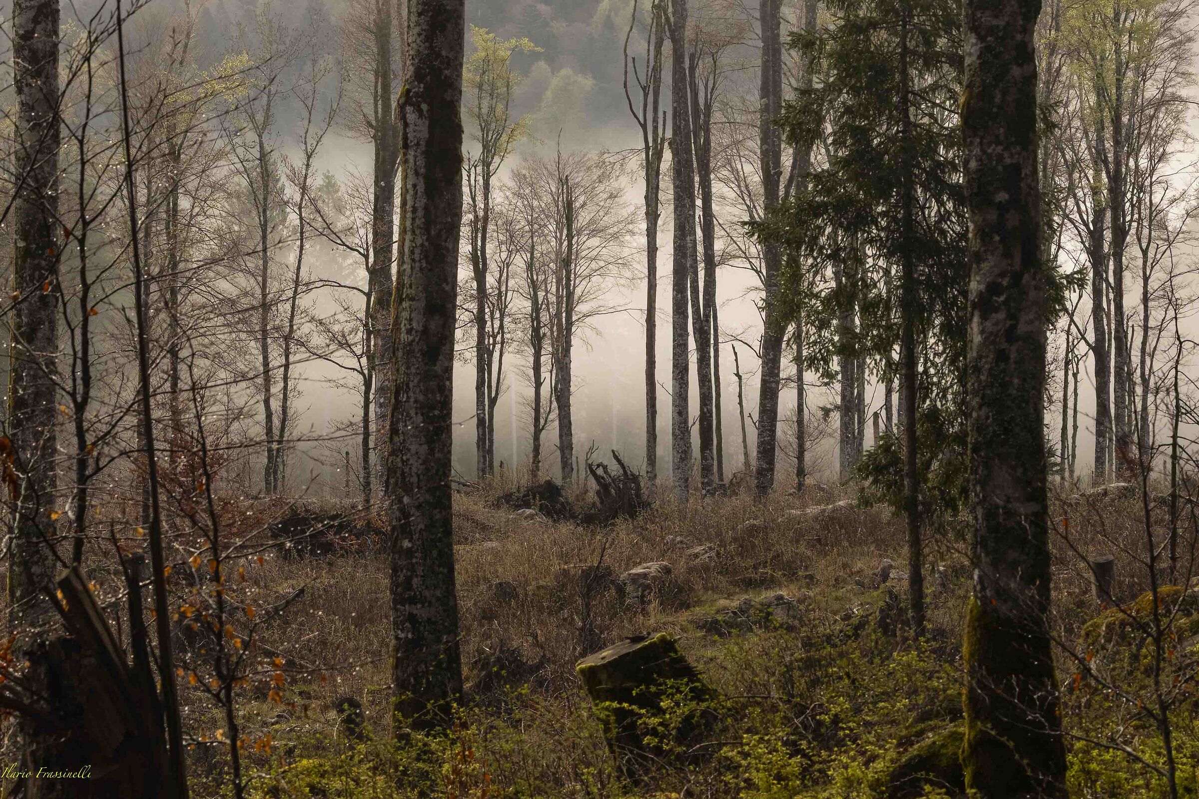 Nebbia mattutina nel bosco