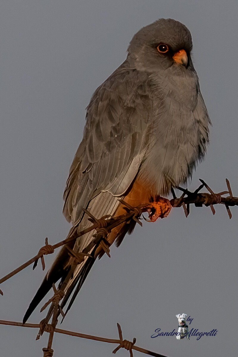 Il falco cuculo (Falco vespertinus) (M)