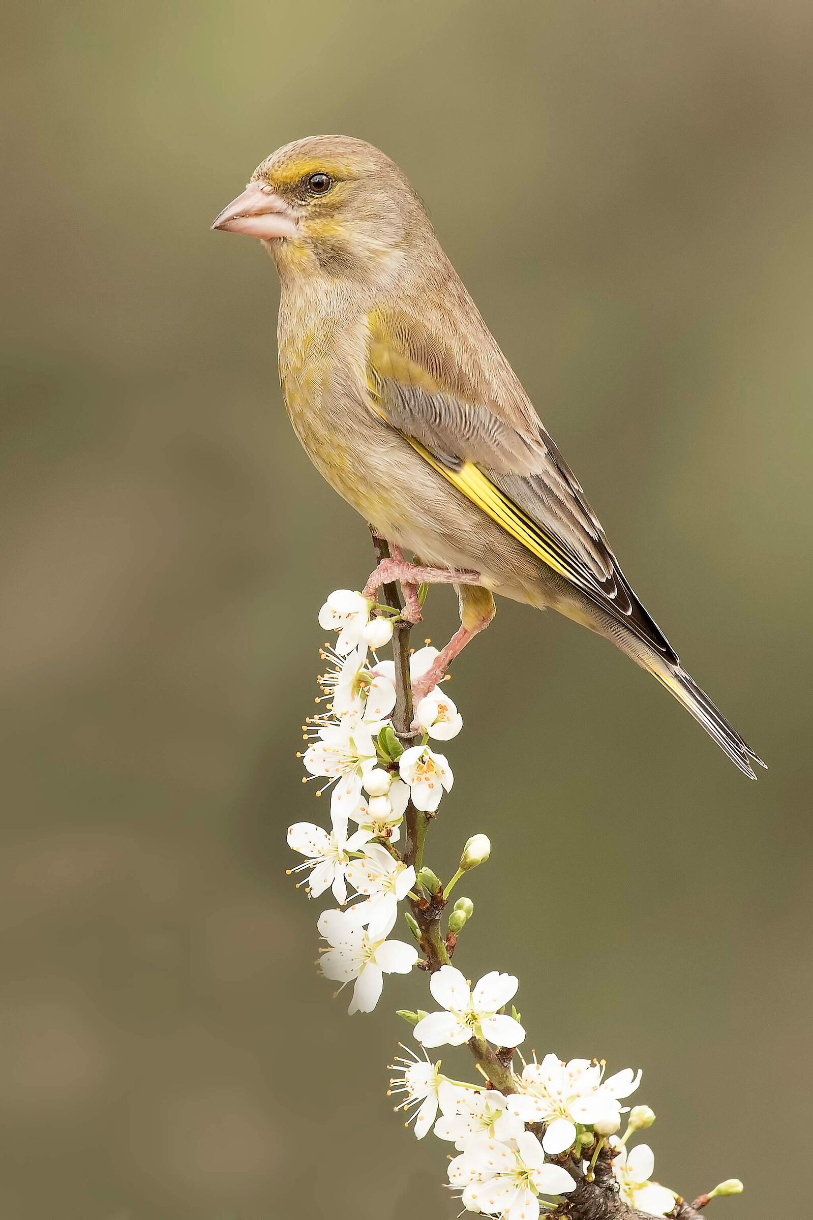 Greenfinch