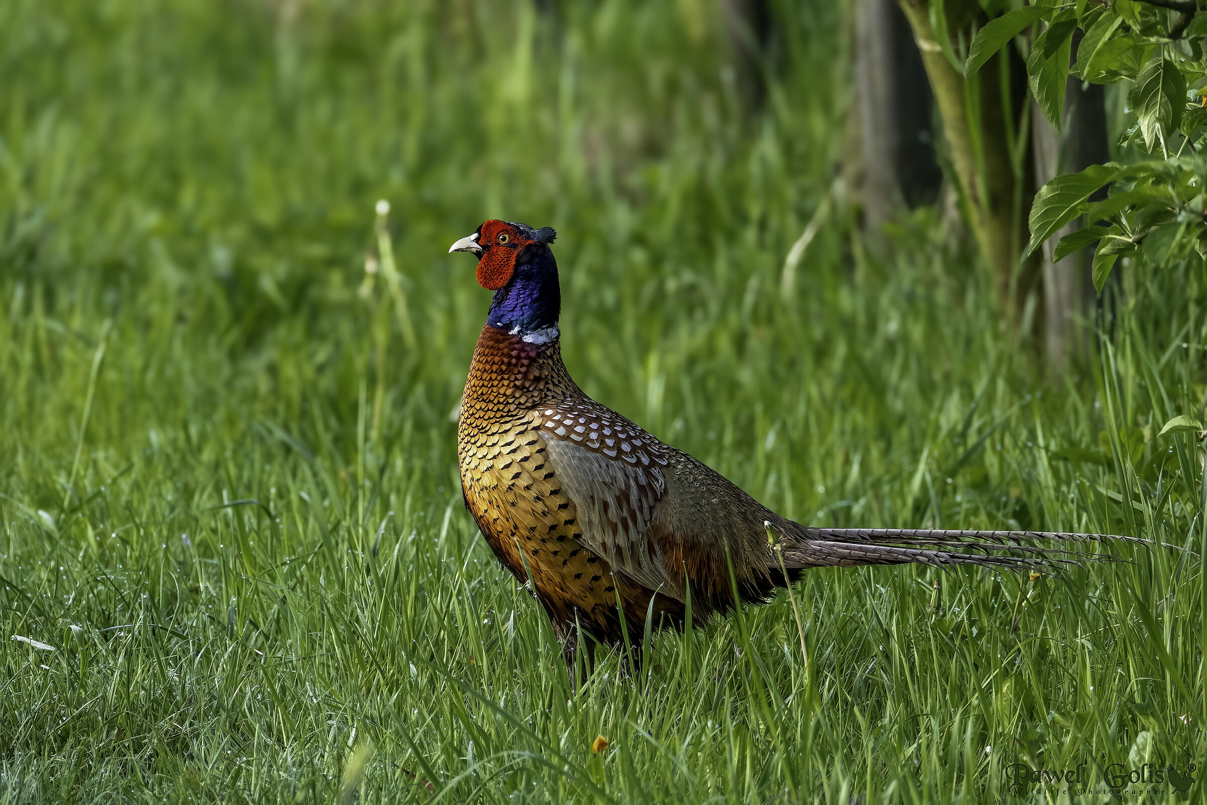 Fagiano (Phasianus colchicus)