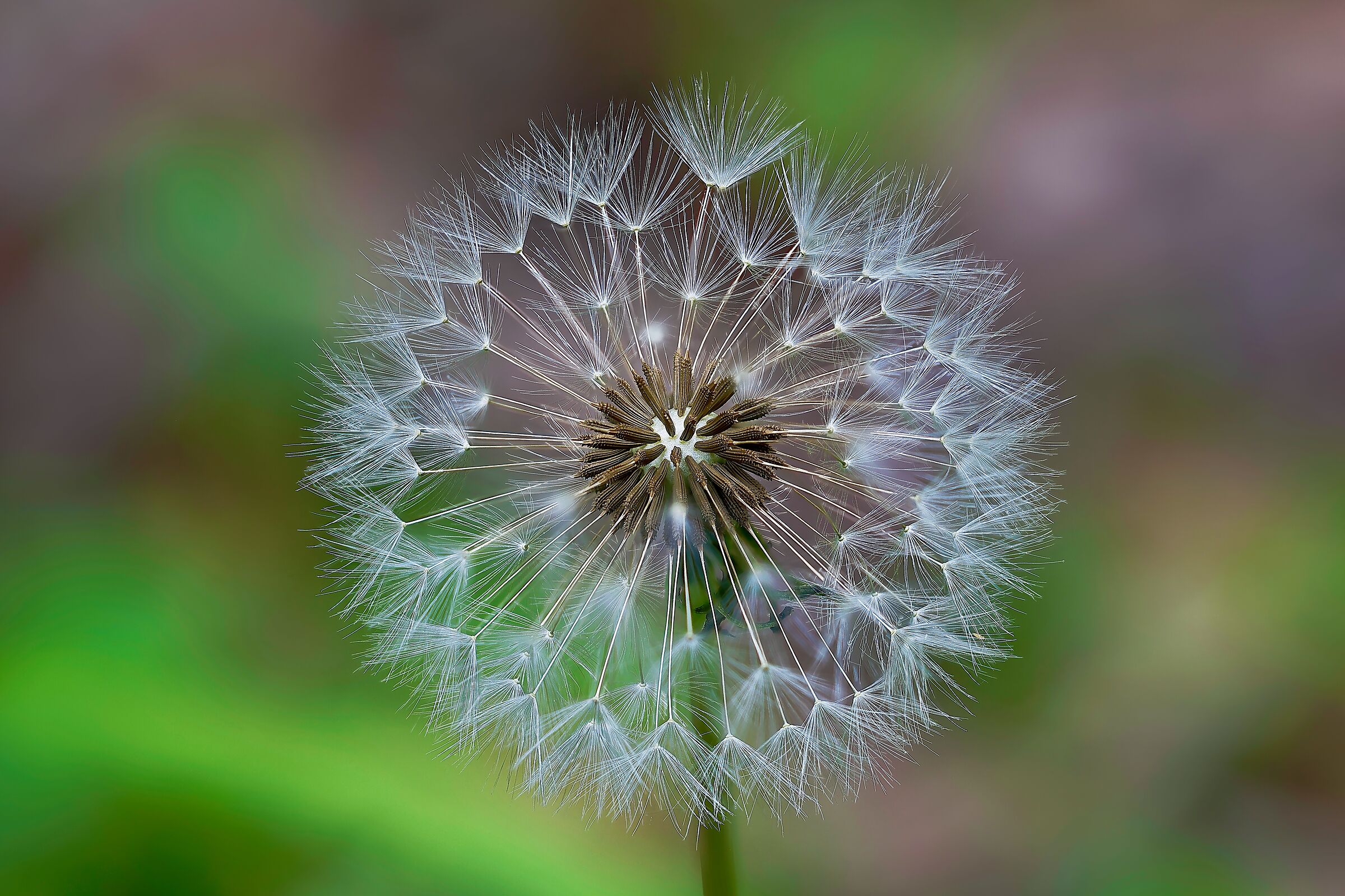Dandelion