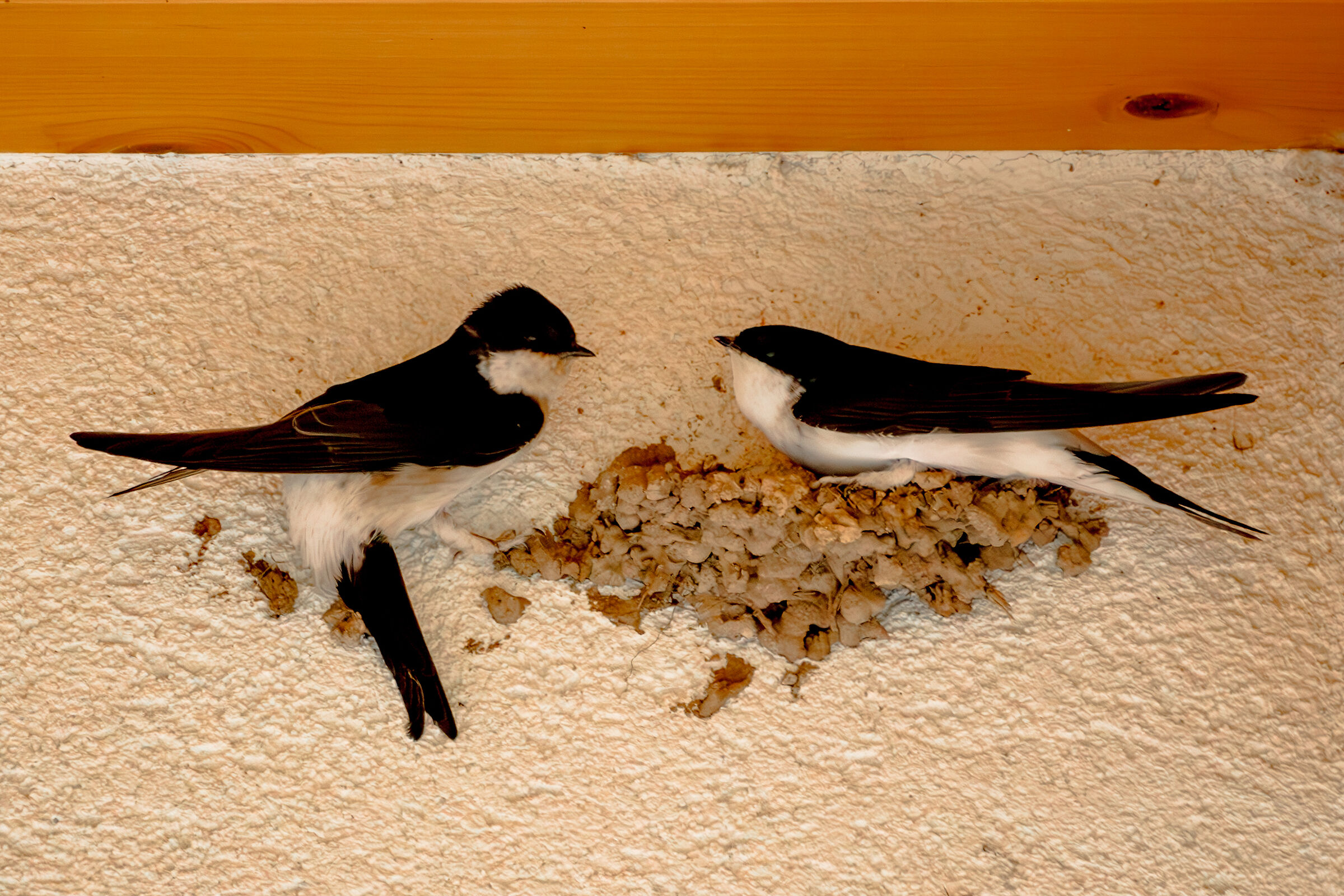 Rondini - Balestrucci