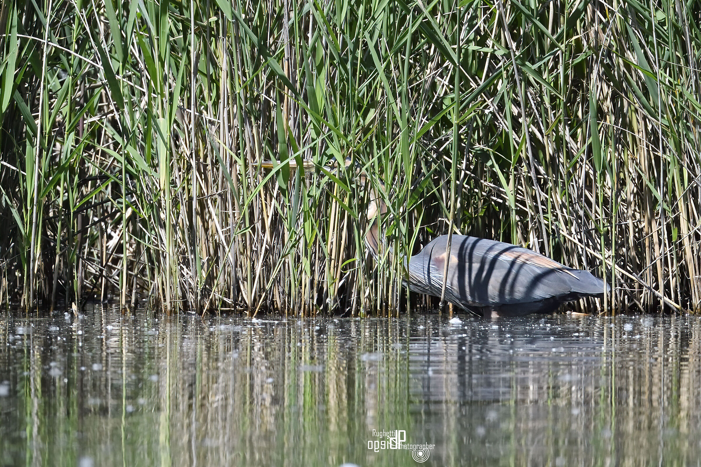Hide-and-seek