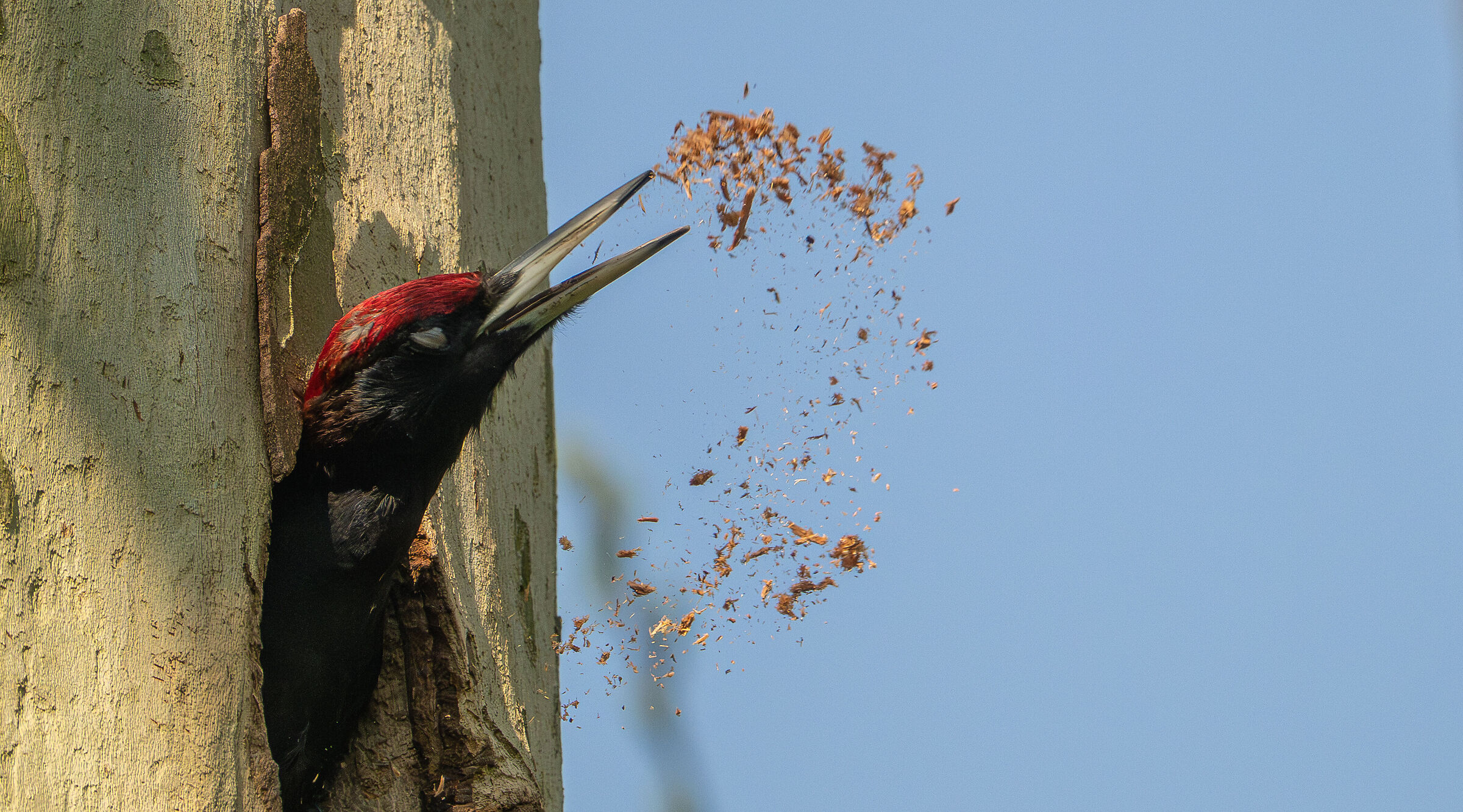 Black woodpecker
