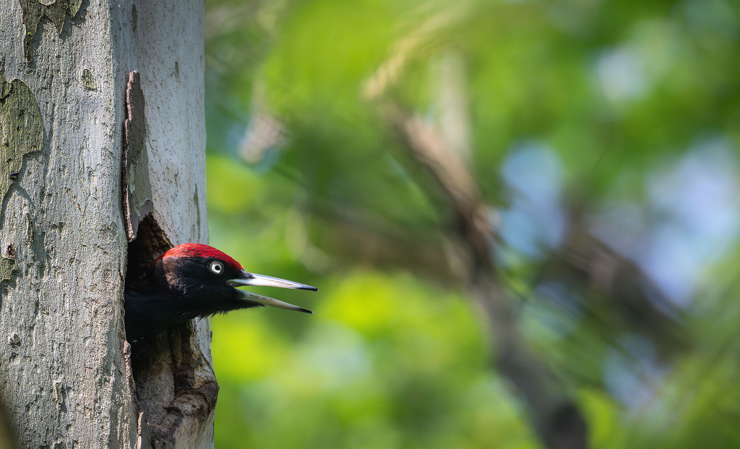 Black woodpecker