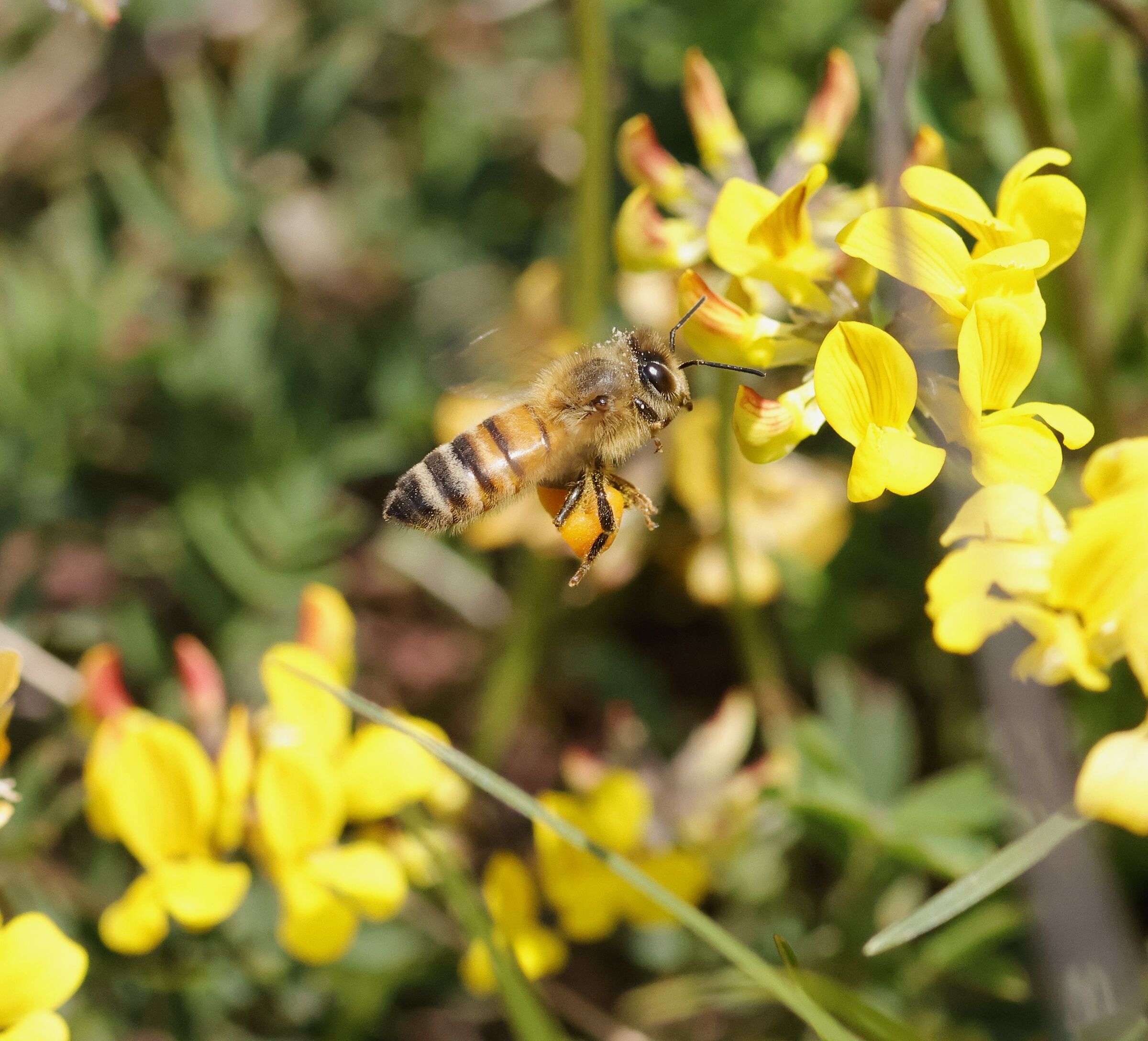 Bee in flight