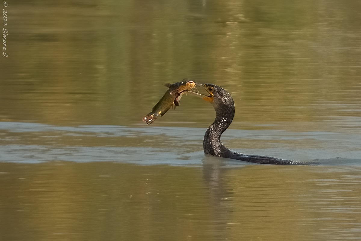 Cormorant (Phalacrocorax carbo)