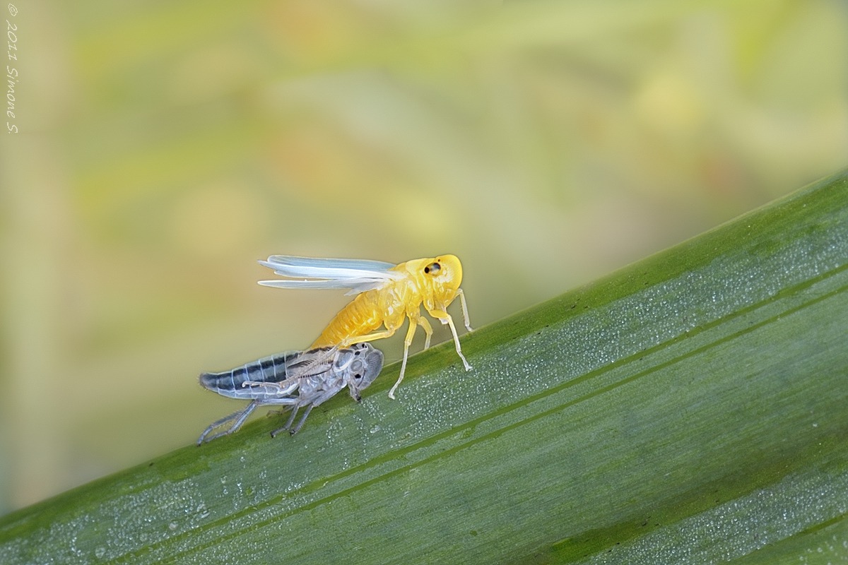 Cicadella Viridis in muta