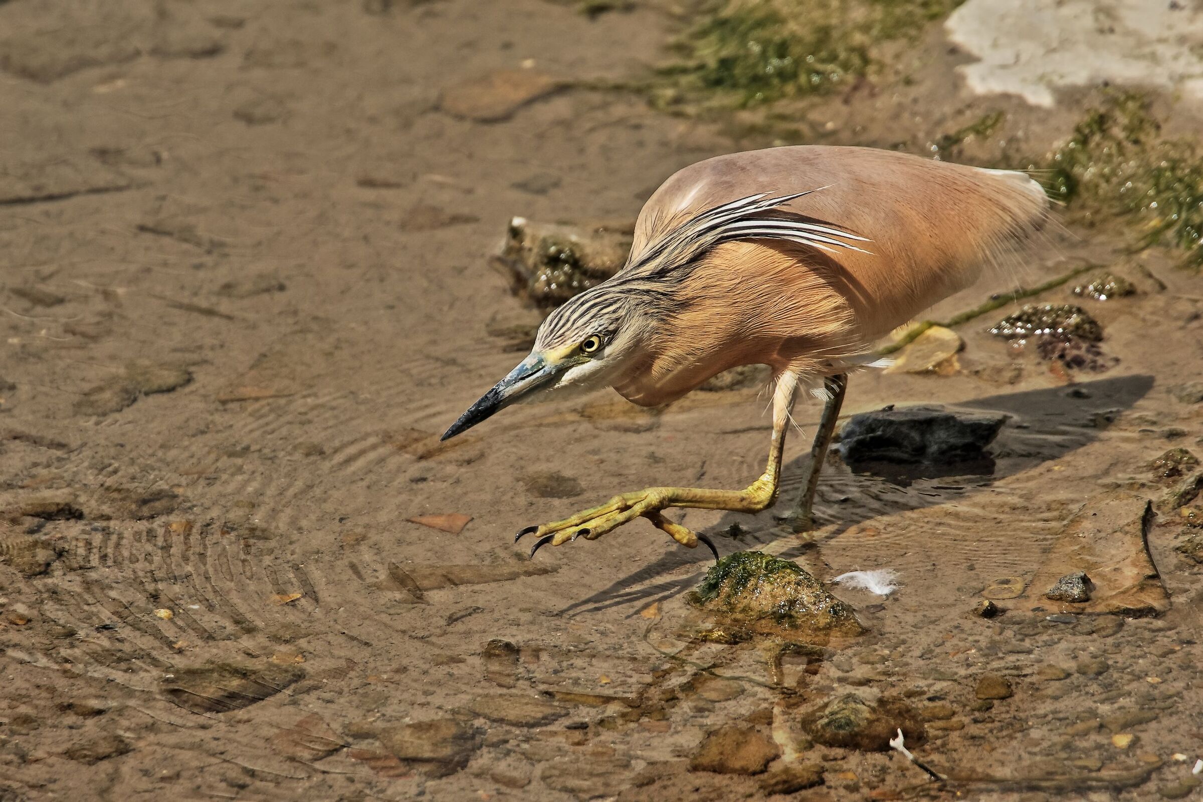 L'agguato della Sgarza ciuffetto