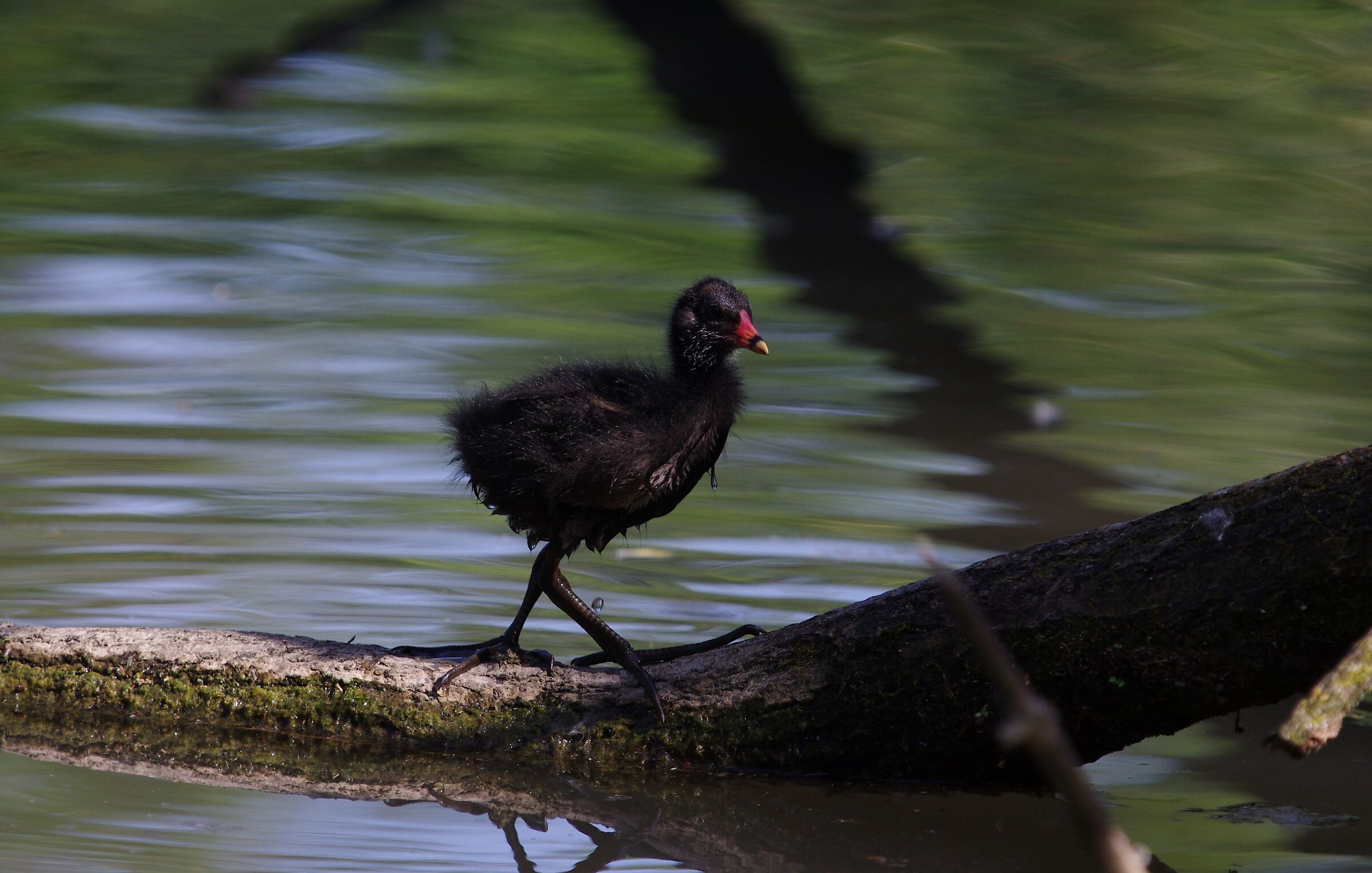 Moorhen (juv.)