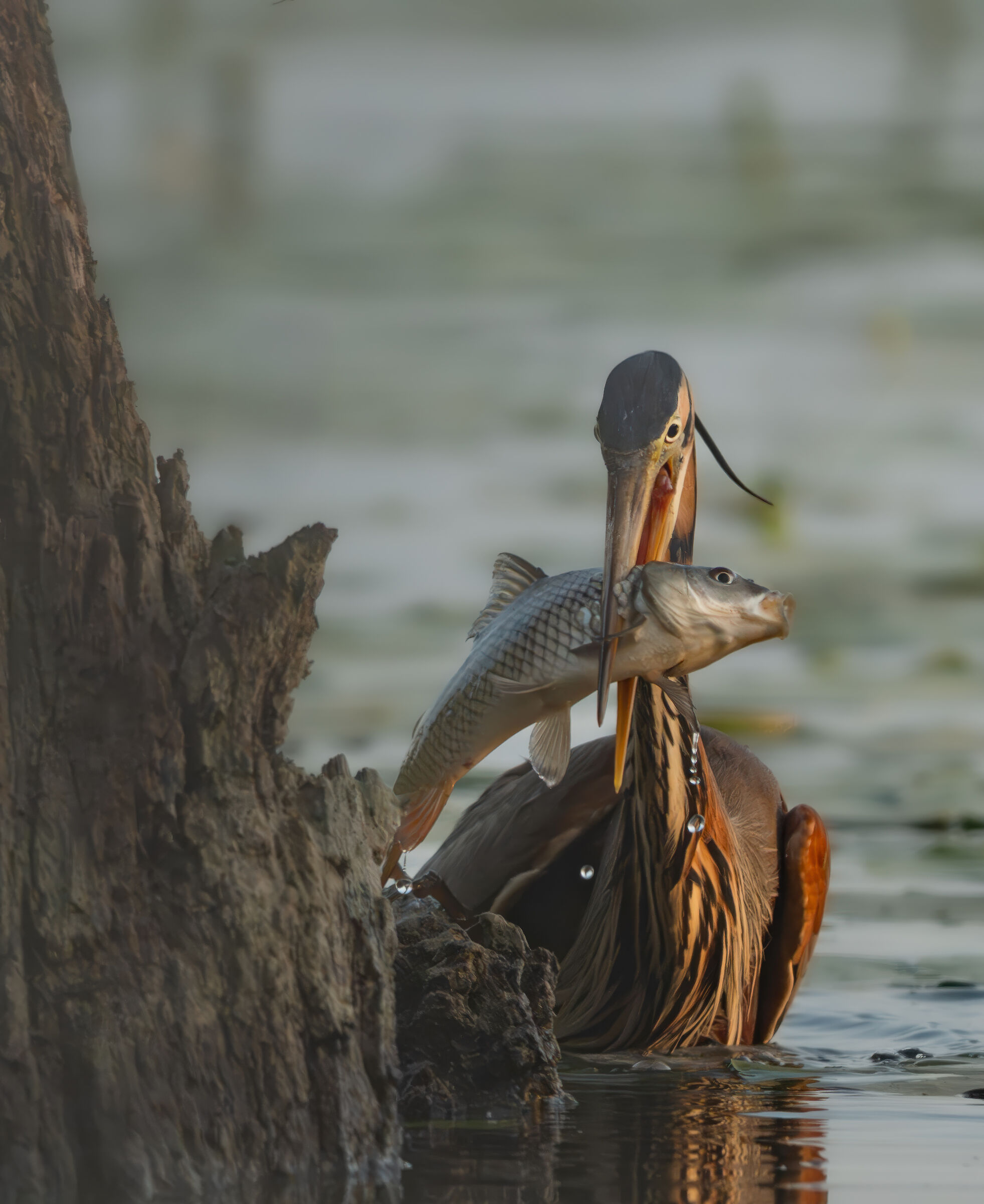 The predation of the purple heron