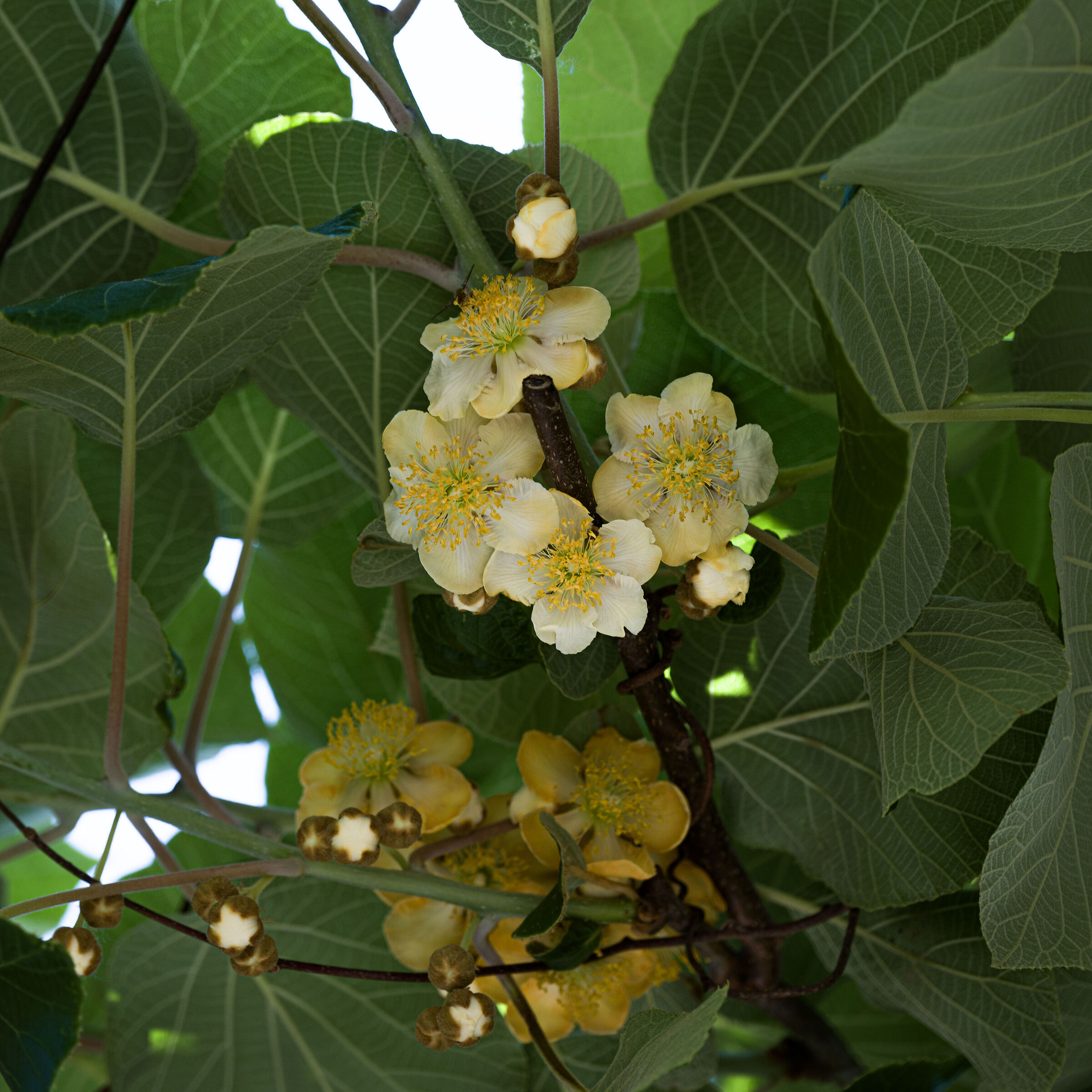 Kiwi flowers 2025