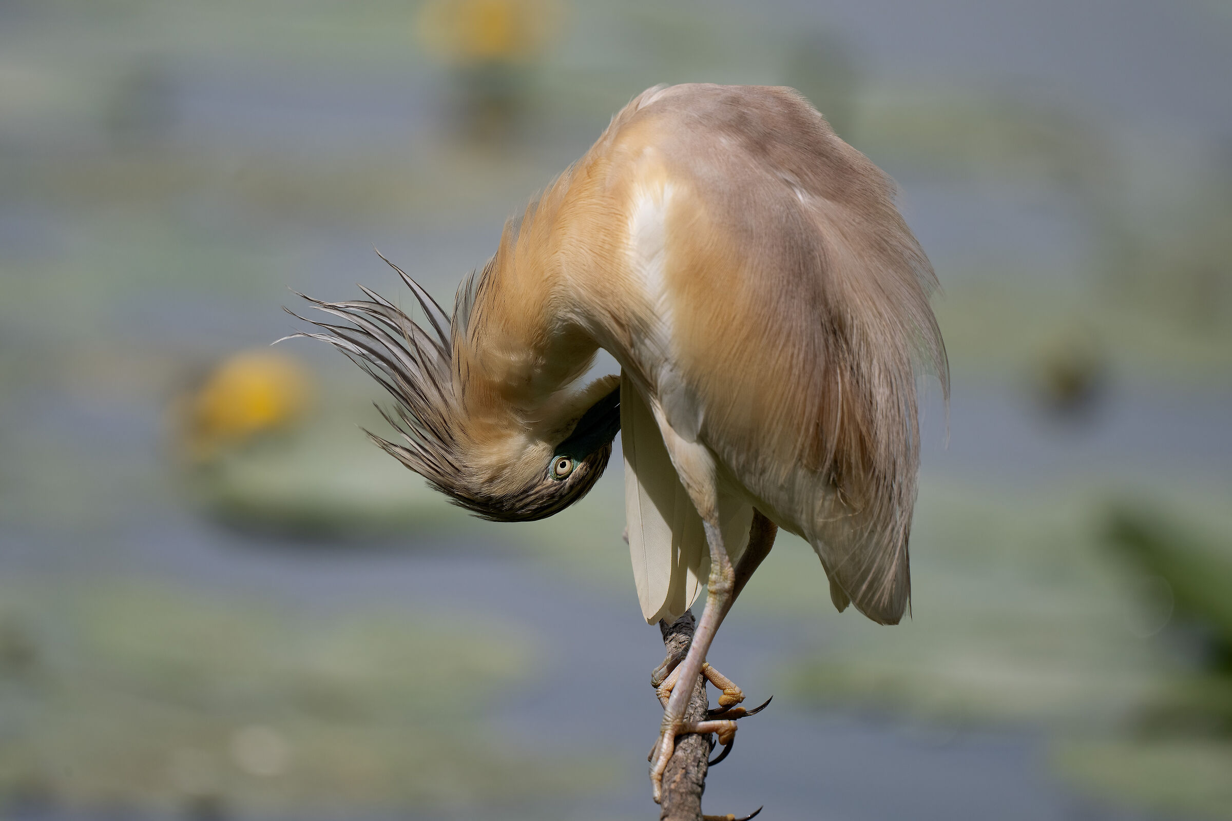 Squacco heron