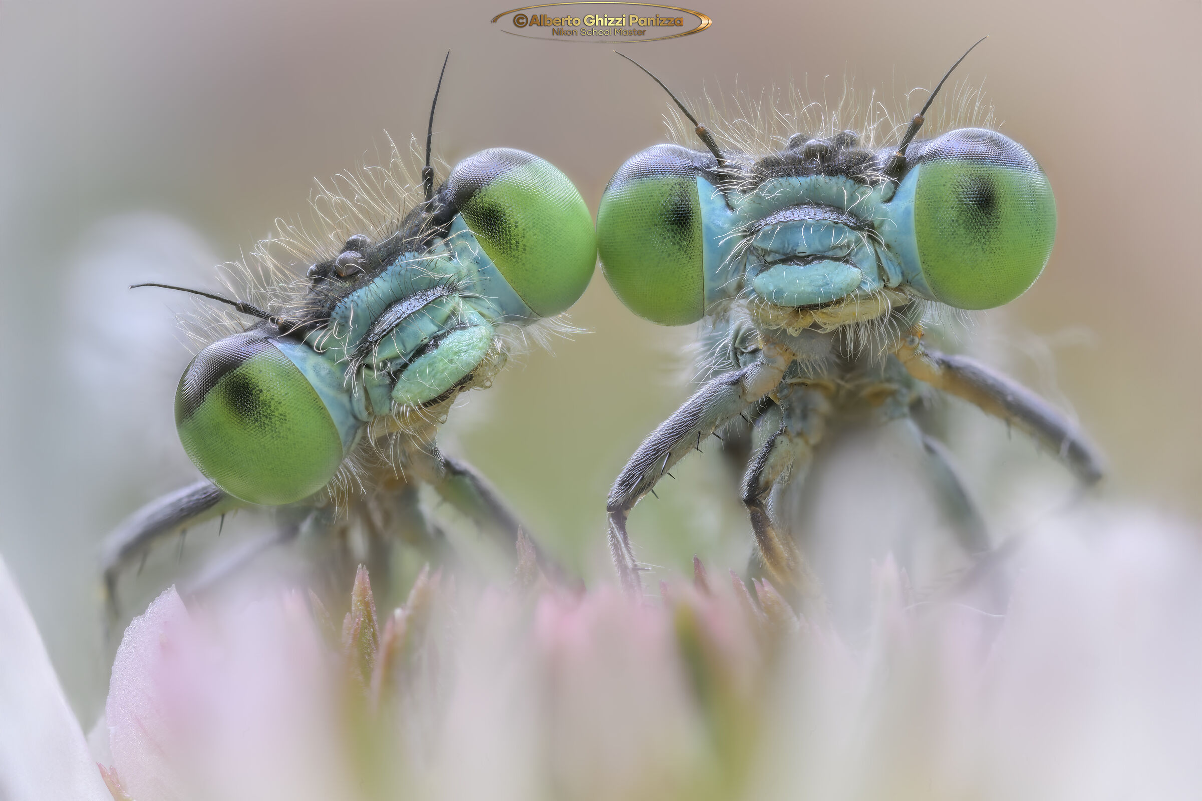 "L'amore è nei dettagli"