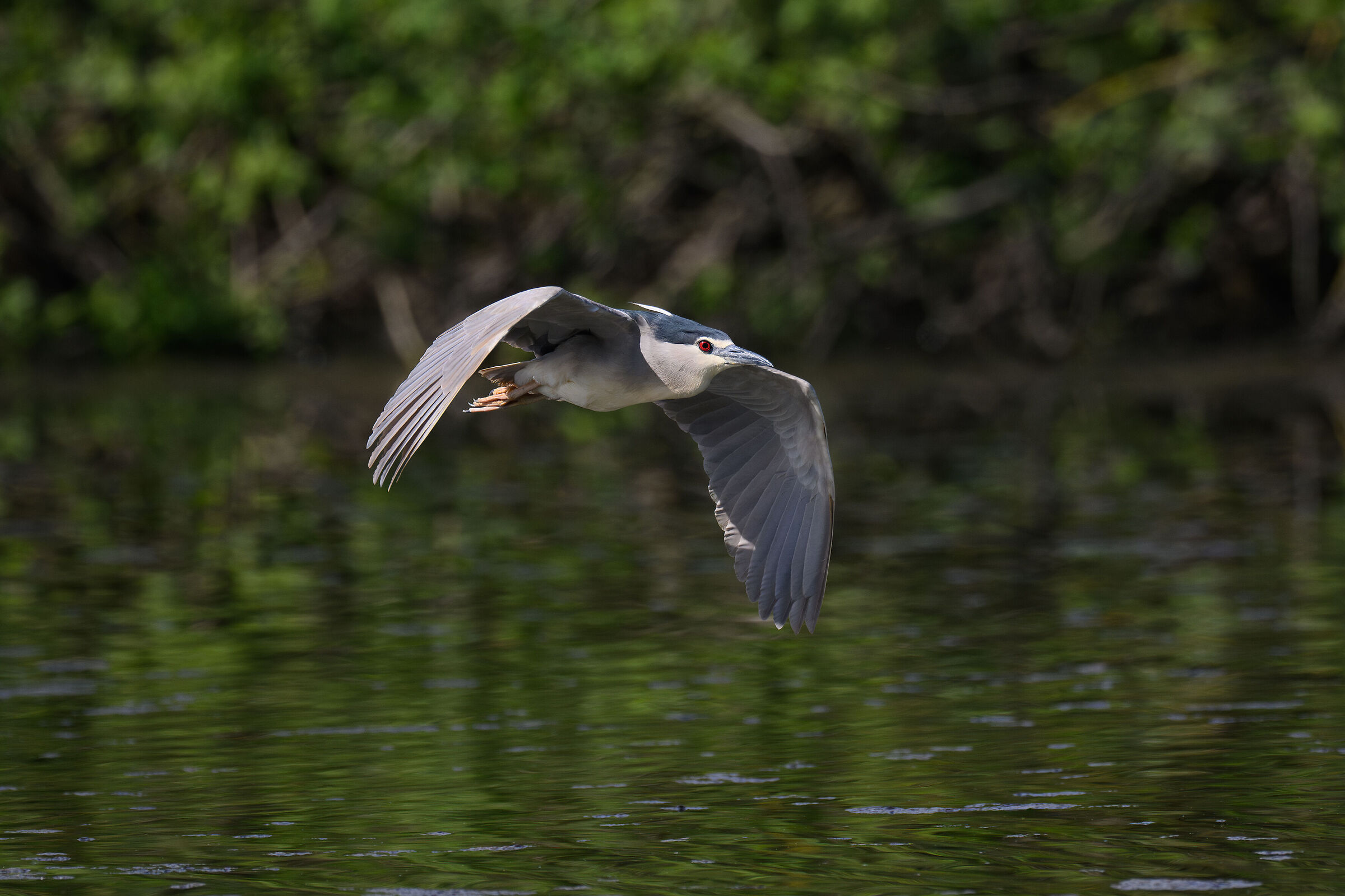 Night Heron