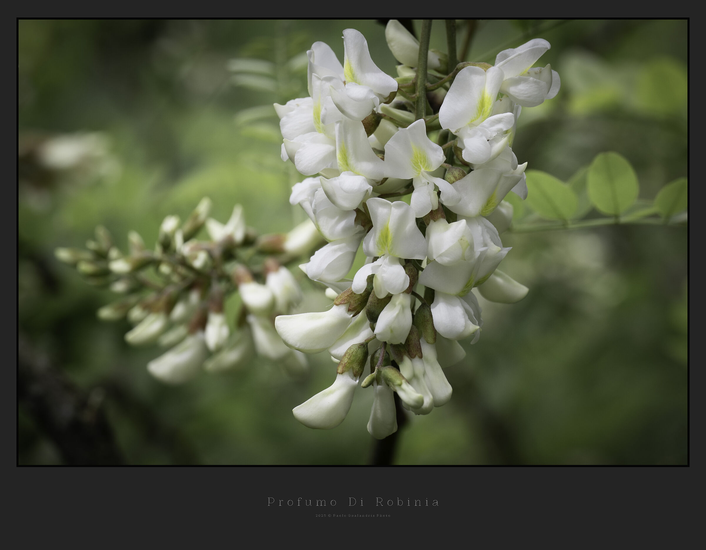 Profumo Di Robinia