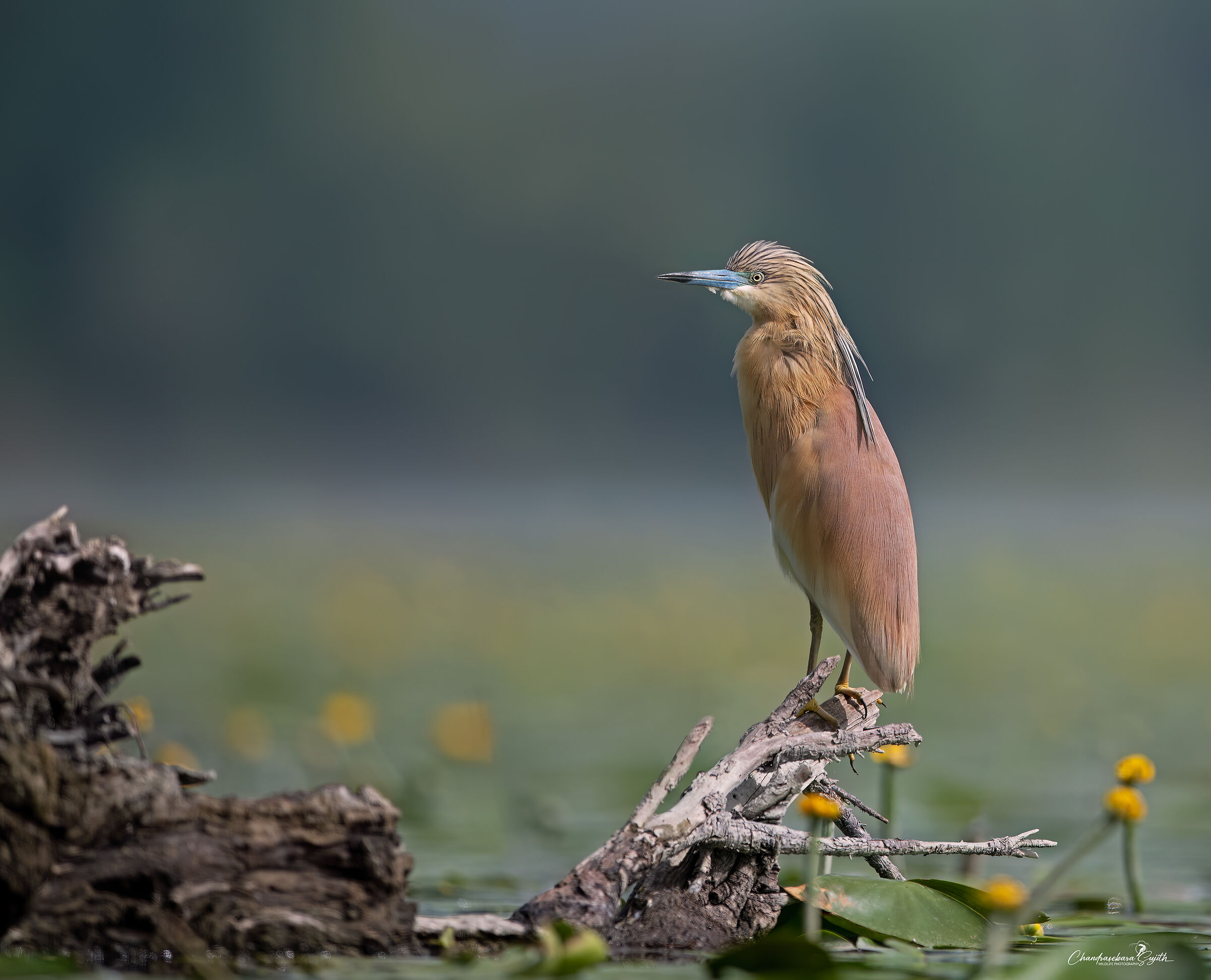 Squacco heron