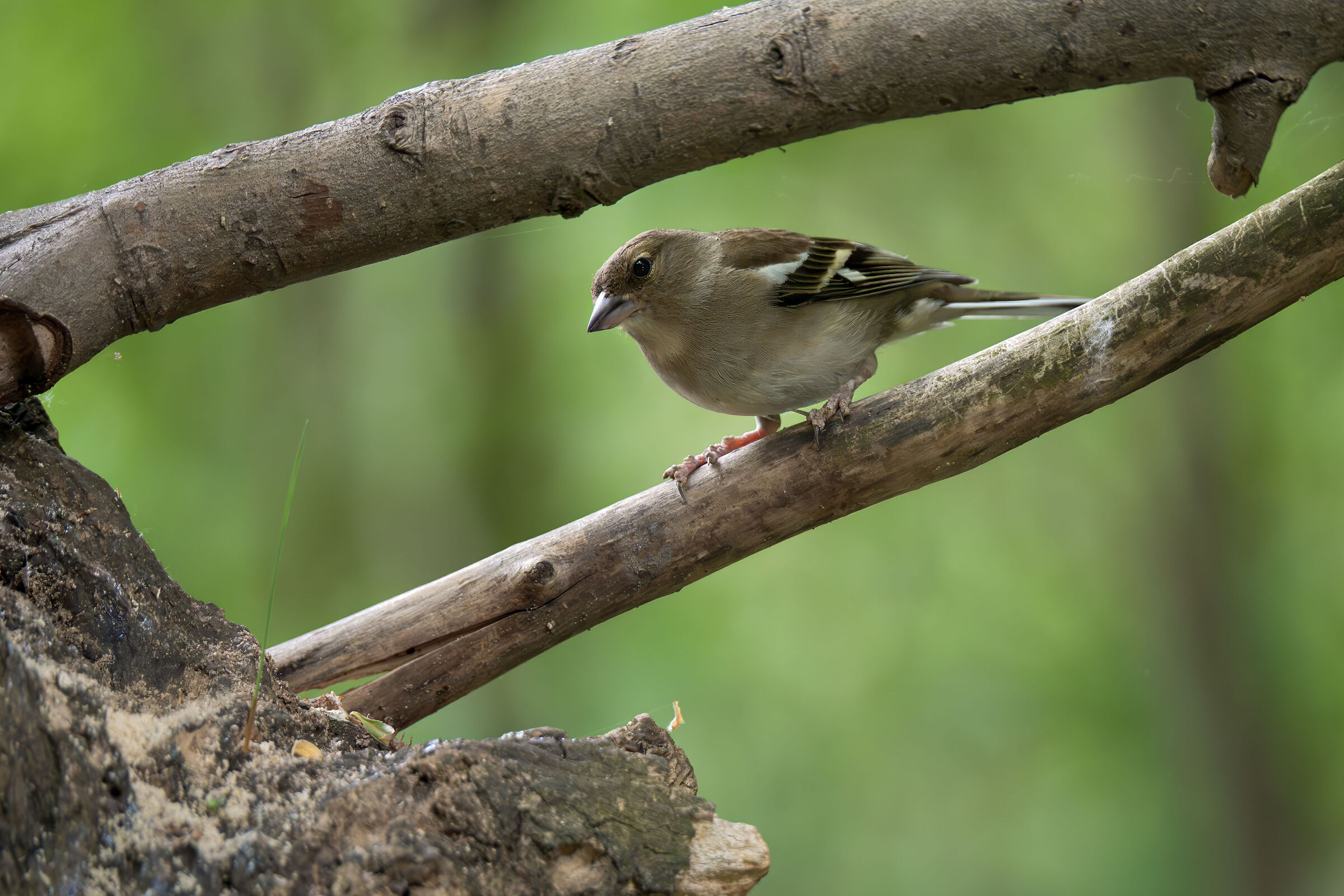 Brambling
