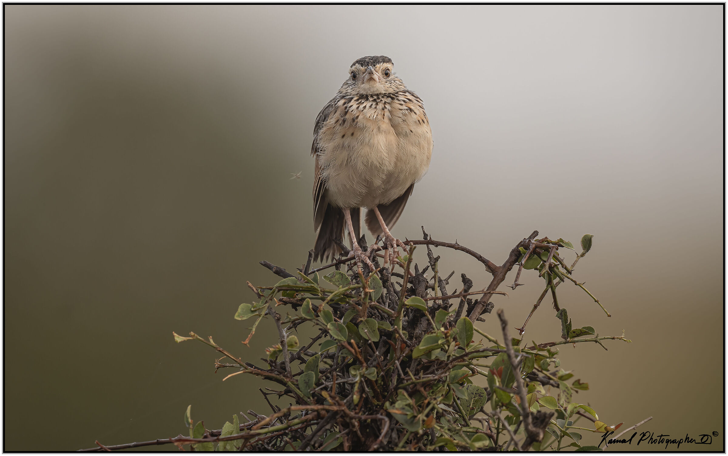 Reddish skylark (Mirafra africana)