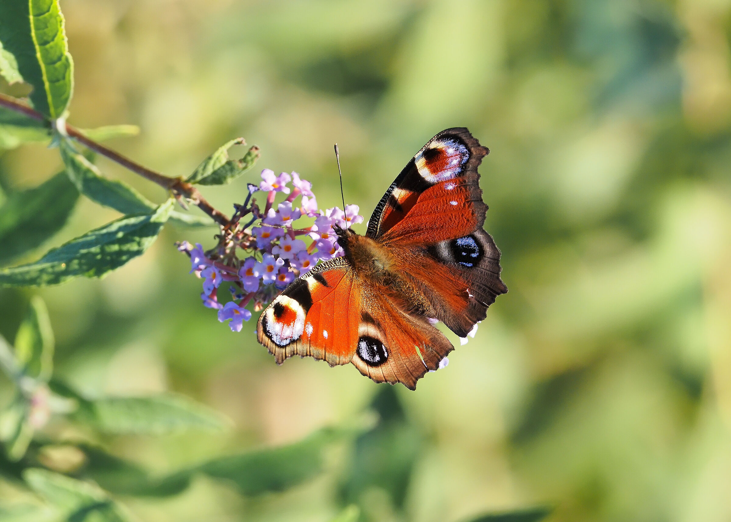 Aglais Io