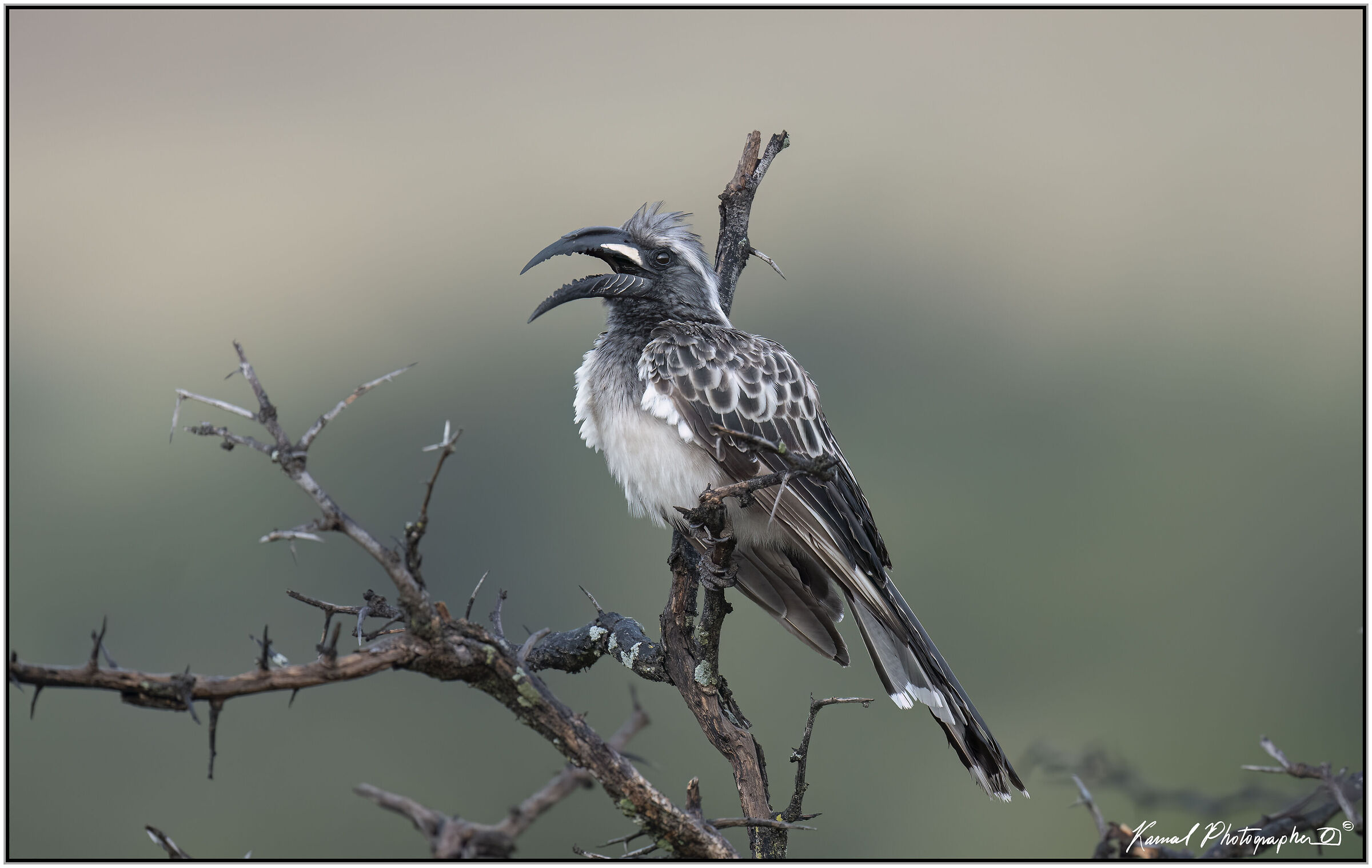 African Grey Hornbill (Tockus nasutus)