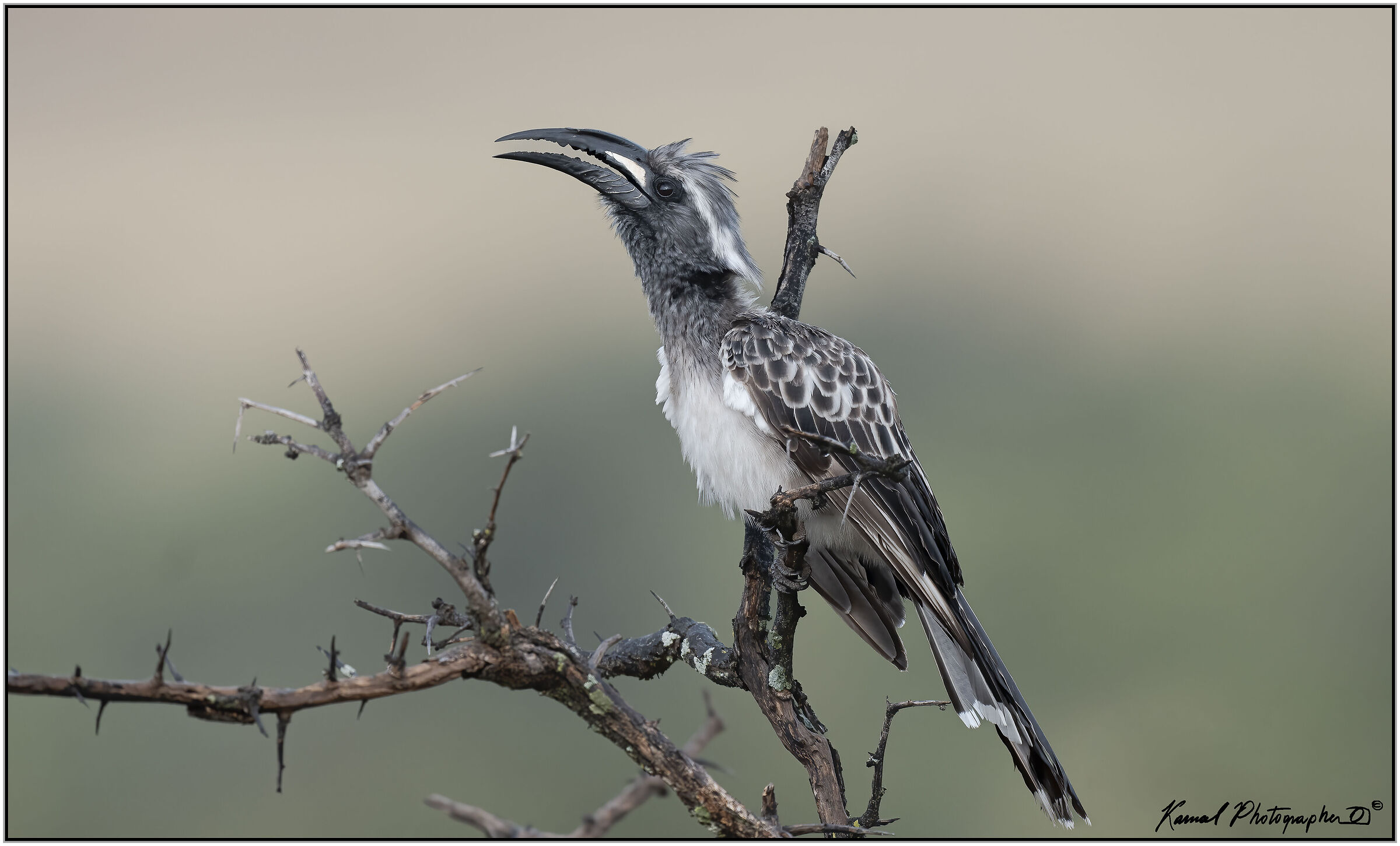 African Grey Hornbill (Tockus nasutus)