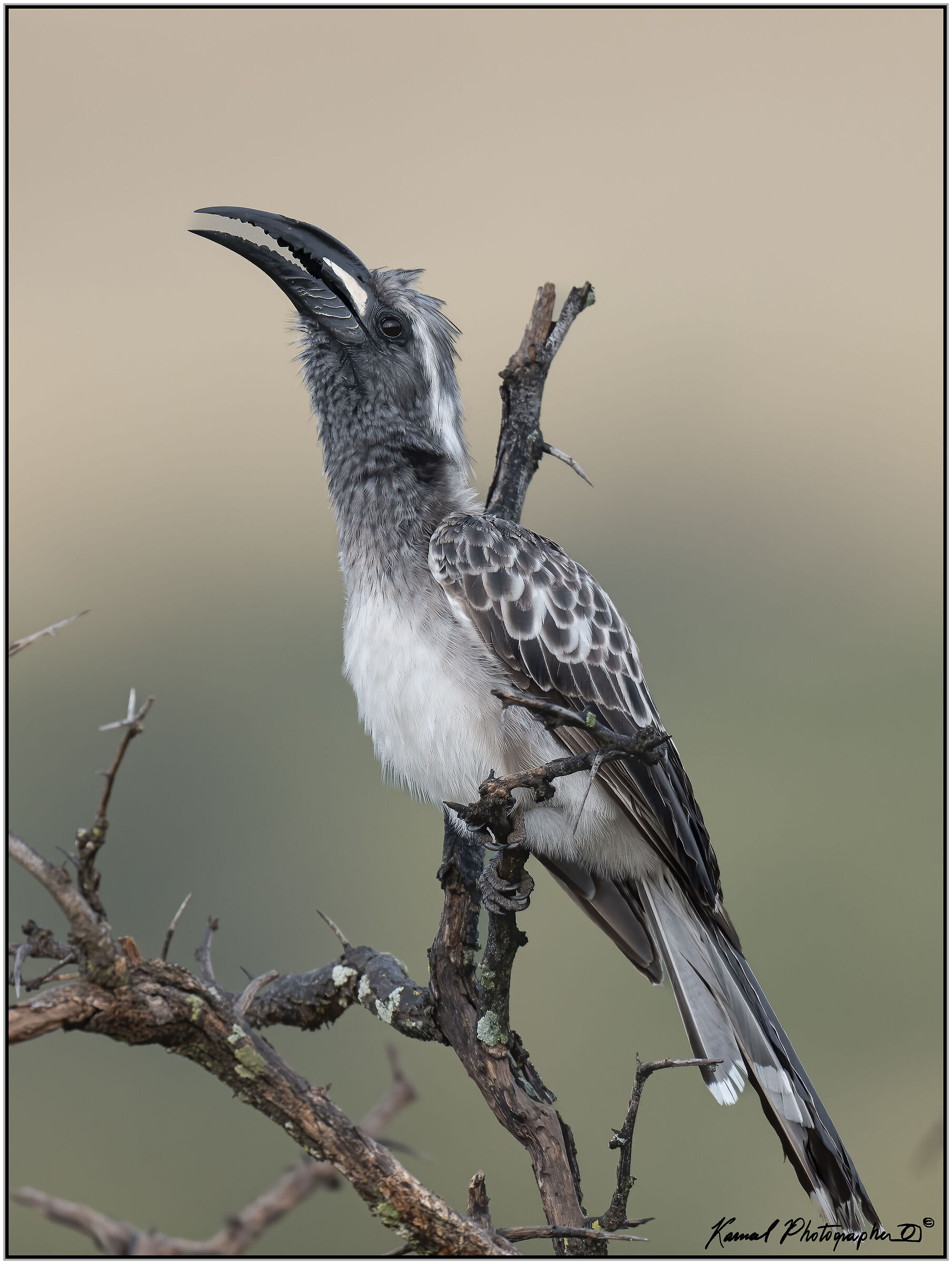 African Grey Hornbill (Tockus nasutus)