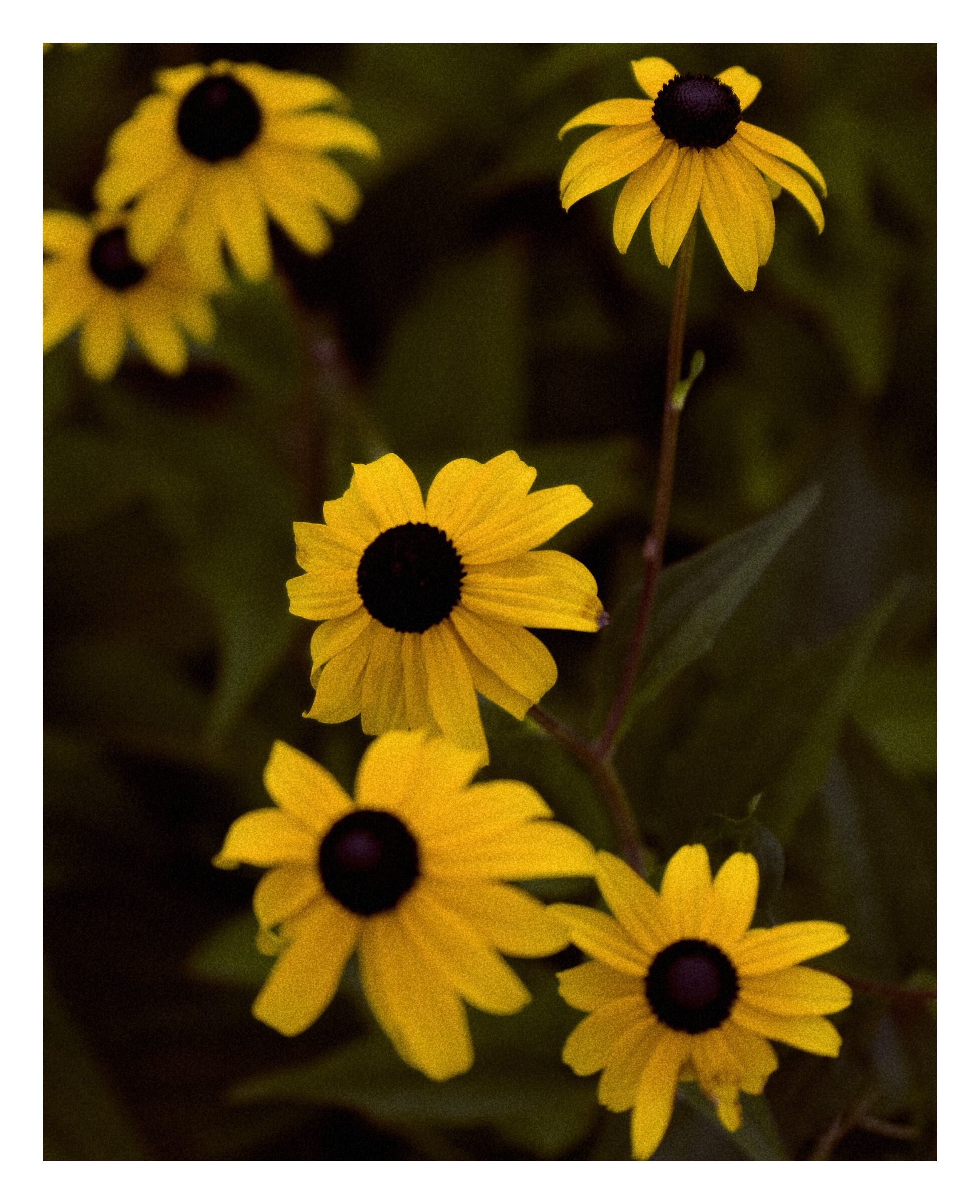 Flowers #1