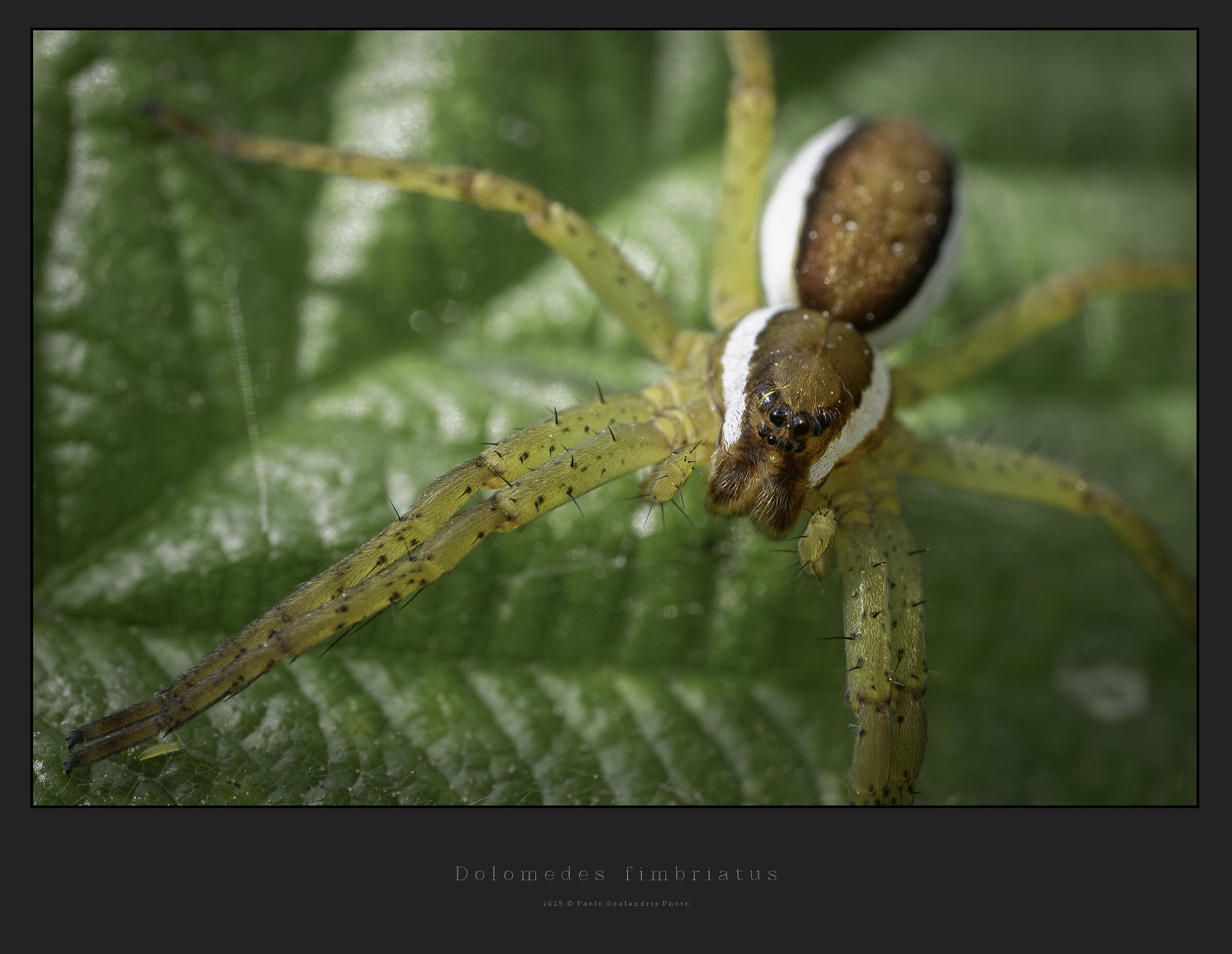 Dolomedes fimbriatus