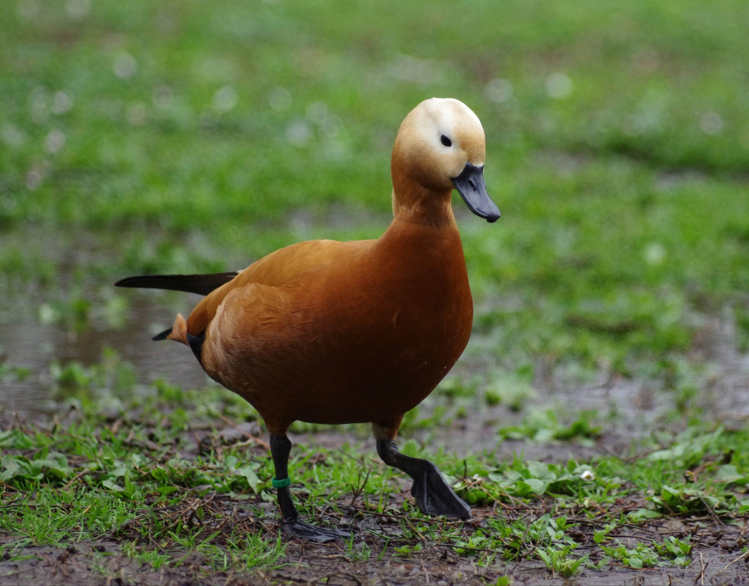 Ruddy shelduck